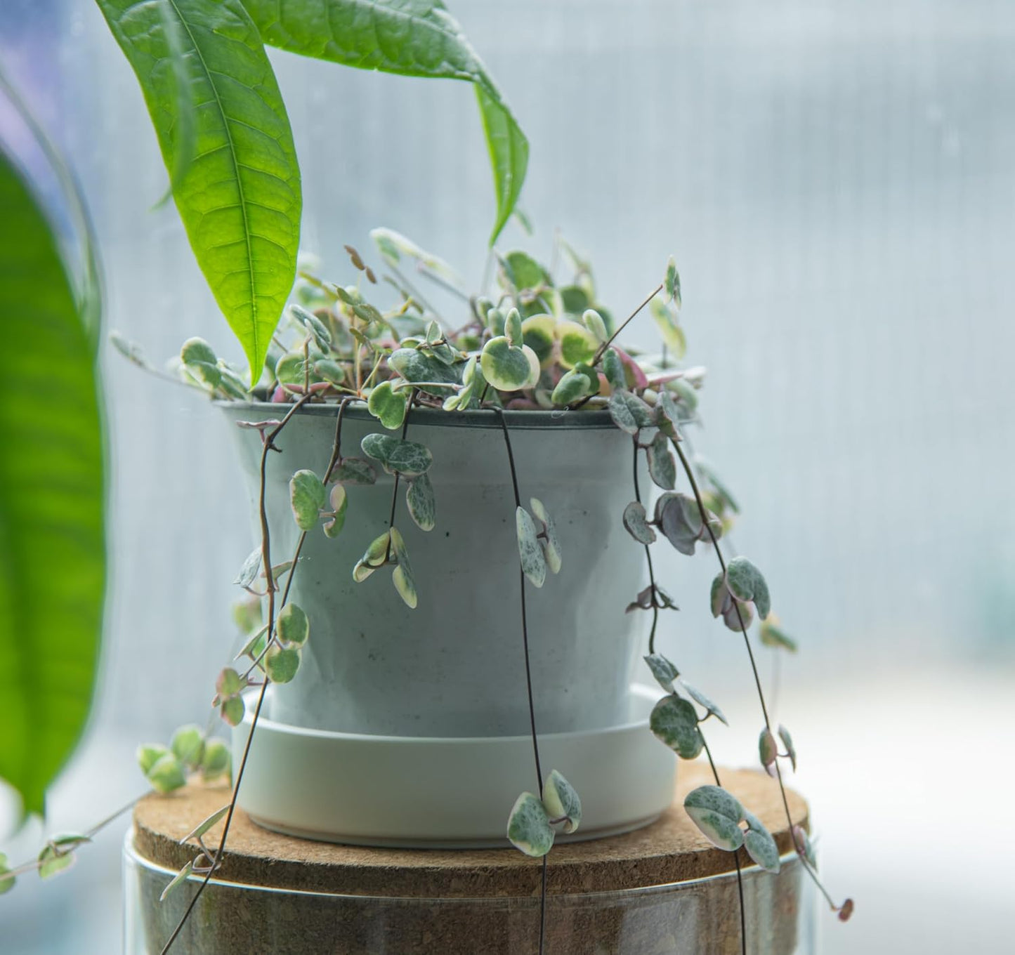 Phoenix Vine 4 Inch Plastic Plant Saucer Water Drip Tray, Heavy Sturdy Round Plant Drainage Tray for Indoors Outdoor, Matte White, 21-TY-4W-1