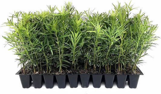 Podocarpus Macrophyllus Japanese Yew | 20 Live Plants | Podocarpus macrophyllus | Privacy Hedge Shrub | Evergreen Landscaping Plants for Gardens & Borders