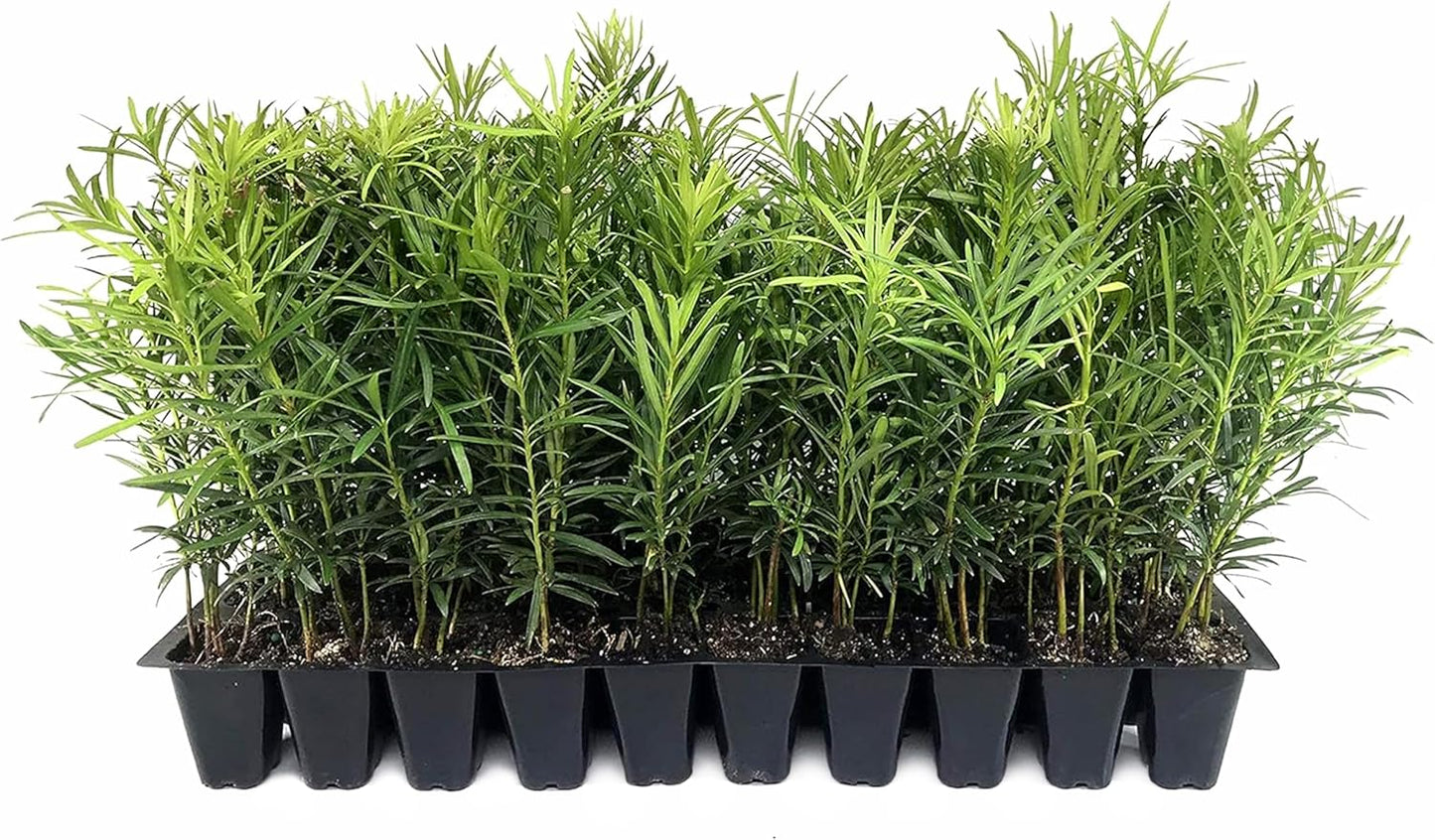 Podocarpus Macrophyllus Japanese Yew | 40 Live Plants | Podocarpus macrophyllus | Privacy Hedge Shrub | Evergreen Landscaping Plants for Gardens & Borders