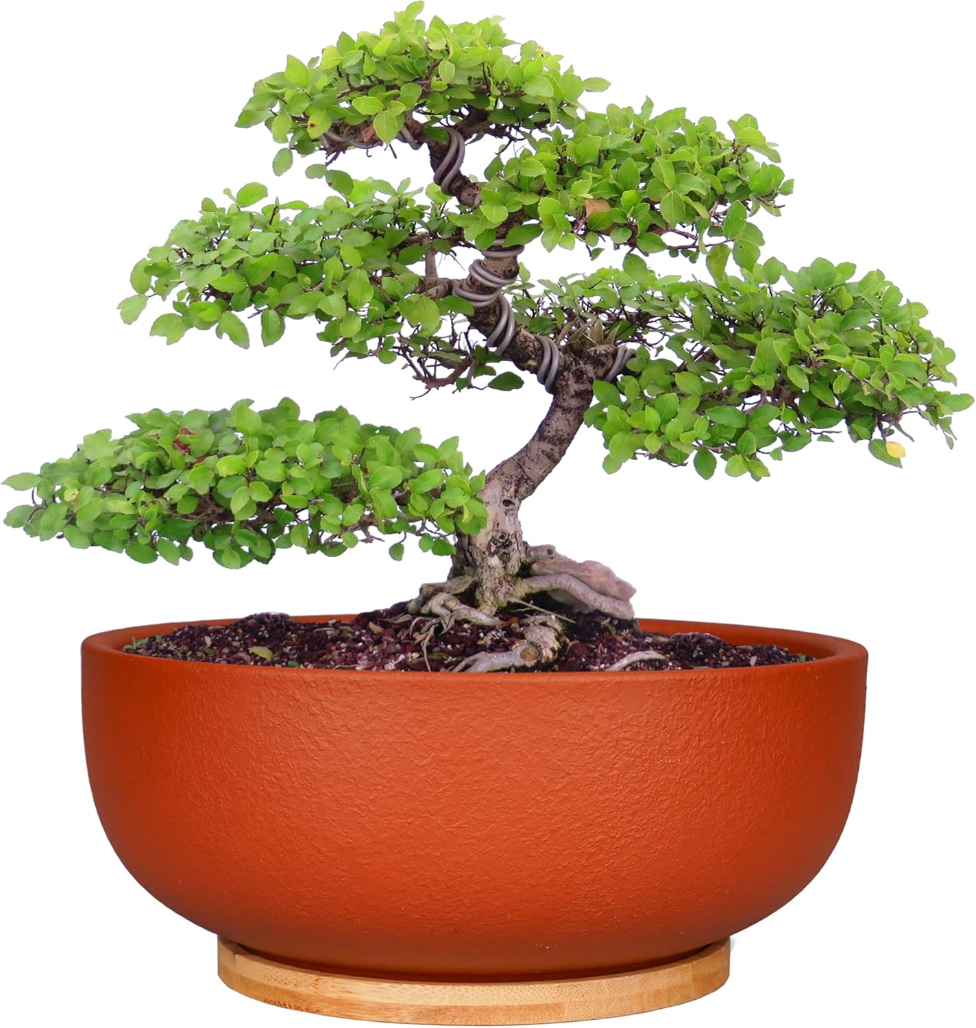 SQOWL 10 Inch Large Terracotta Planter Pot,Clay Succulent Bonsai Planter with Drainage Hole and Bamboo Saucer for Indoor Plants