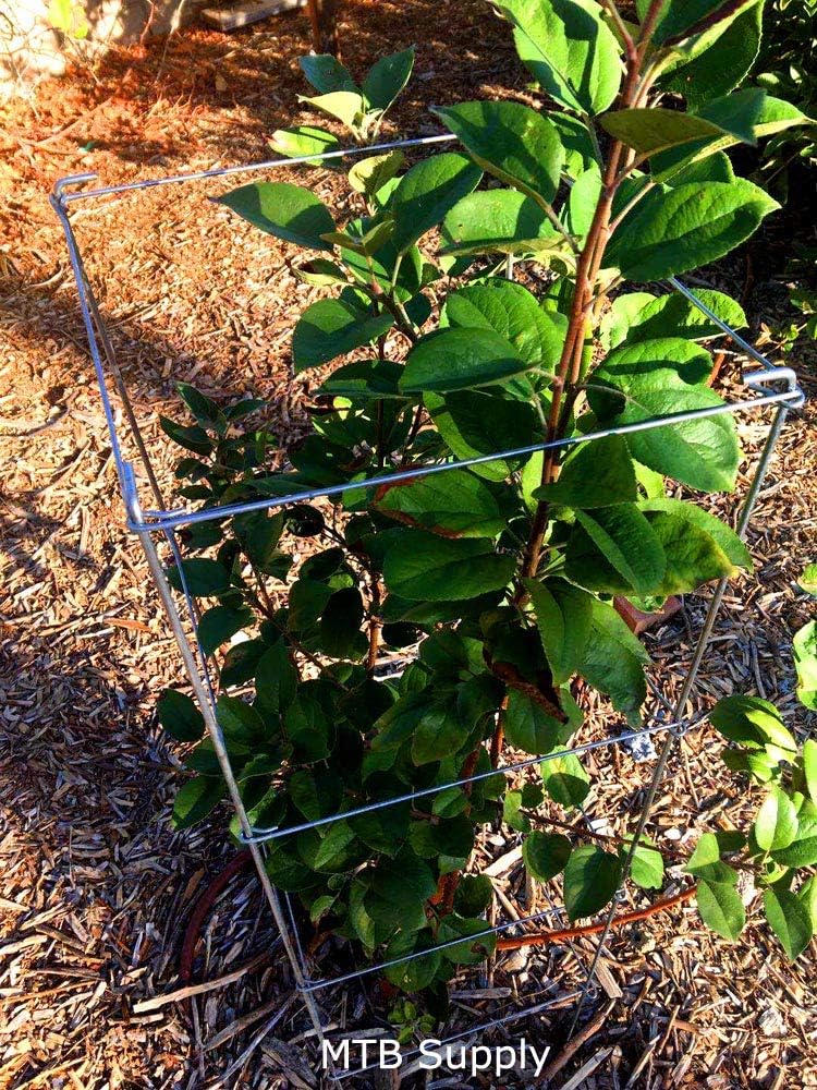 Galvanized Square Folding Tomato Cage Plant Support Stake Tower 12 inch by 46 inch, Pack of 10 Sets(Also Sold as Pack of 2 & 5,PVC Green is Available)