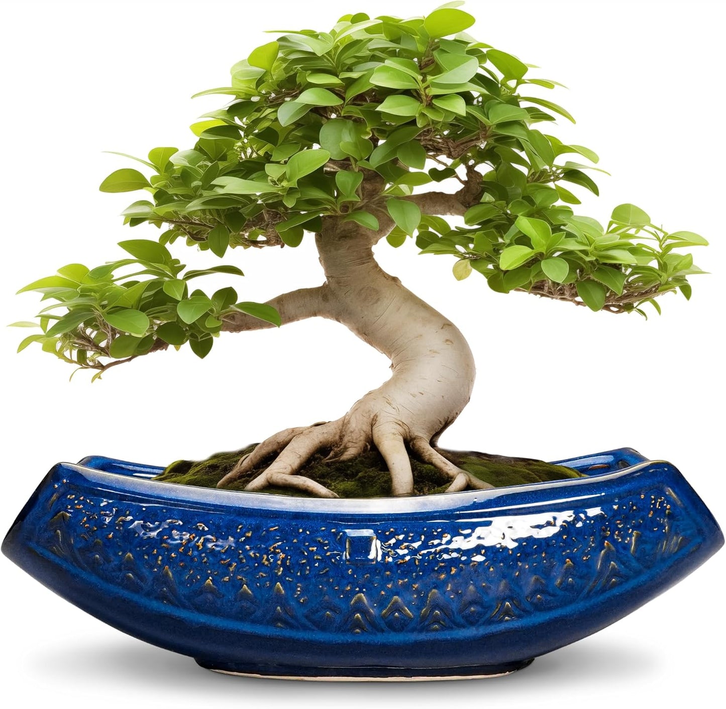 Bonsai Pots - 18 Inch Large Ceramic Succulent Pots for Indoor Outdoor, Bonsai Planter with Drainage Hole, Ceramic Flower Pot, Decorative Plant Pot, Gifts for Plant Lovers, Office Decor, Blue