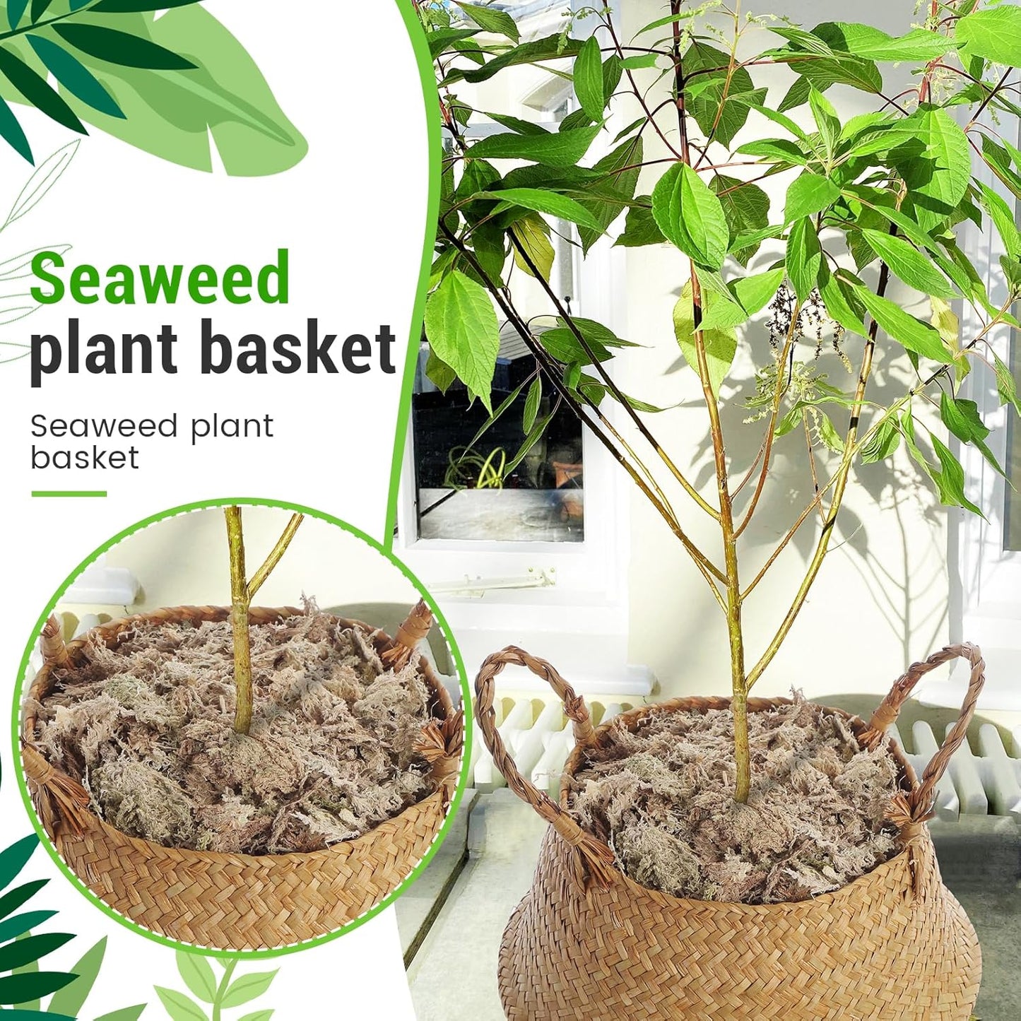 2 Pack Large Wicker Plant Basket with Handle 10 Inch Woven Seagrass Belly Basket and Artificial Moss for Plants Picnic Grocery Laundry House Storage Home Decor (Large)