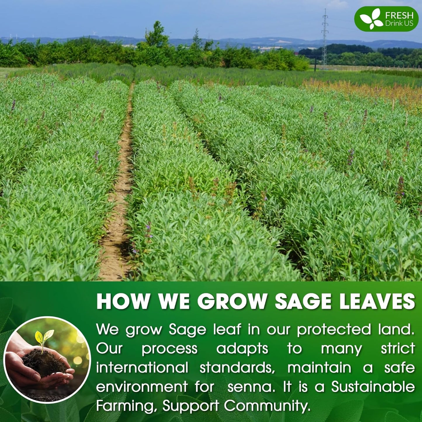 FreshDrinkUS, Premium 15 Sage Leaf Tea Bags, 100% Natural & Pure from Sage Leaves. Loose Leaf Sage Herbal Tea. Made with Natural Material Tea Bags. No Sugar, No Caffeine, No Gluten, Vegan.