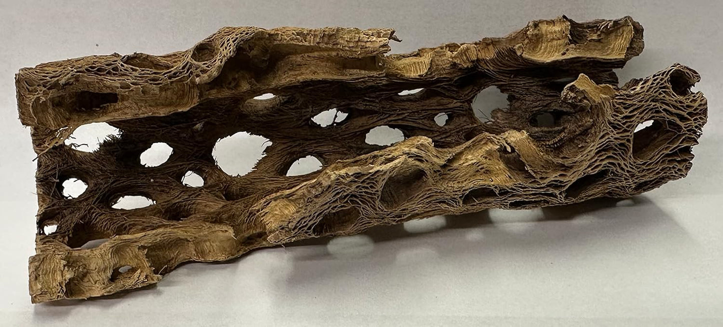 Natural Cholla Wood Chunk Large Air Plant Display Holders Individually Unique Decorative Stands or Holder (Cholla Chunk Large)