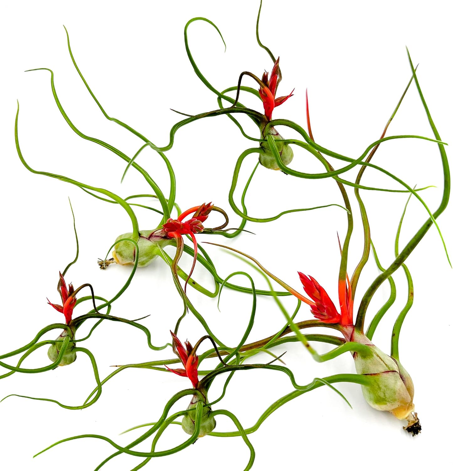 Air Plants - Flowering Tillandsia Bulbosa Belize, Giant 7-9" - 5ct - Live Arrival Guaranteed - House Plants for Home Decor & Gift