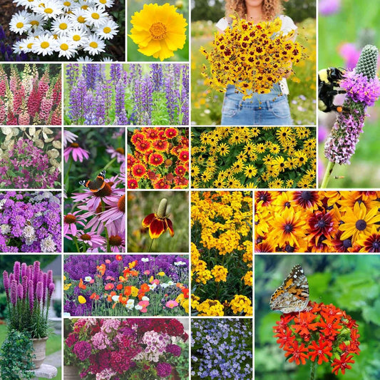 Eden Brothers All Perennial Wildflower Mixed Seeds for Planting, 50 lb, 24,000,000+ Seeds with Lupine, Shasta Daisy | Attracts Pollinators, Plant in Spring or Fall, Zones 3, 4, 5, 6, 7, 8, 9, 10