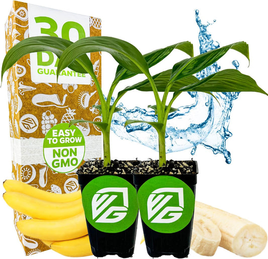 Double Mahoi Banana Plant – Musa ‘Double Mahoi’ by Wellspring Gardens – Live Dwarf Banana Tree – Grows Two Racks of Fruit – Edible & Ornamental – Great for Patio or Indoor Growing (2-Pack)