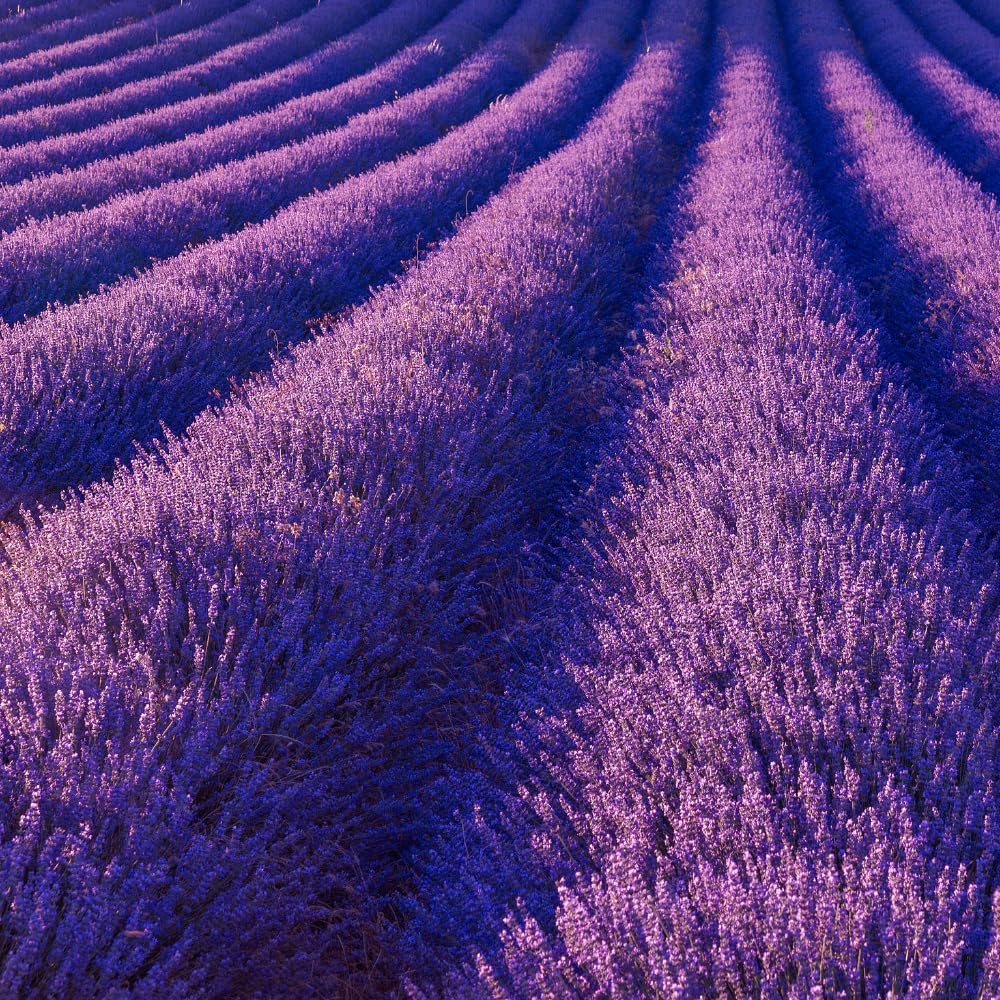 Set 2 Lavender Plants Live, Lavandula Perennial Flower Plants Indoor Outdoor, Well Rooted Plugs 3 to 5 Inch Tall to Grow (Provence Lavender)