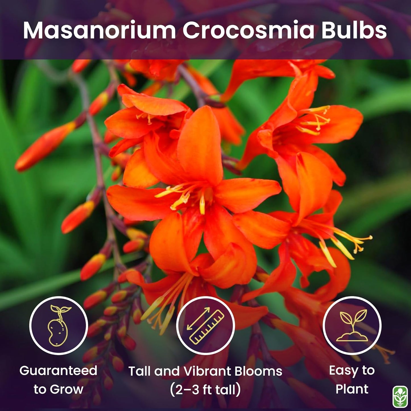 Masoniorum Crocosmia Bulbs for Planting - 5 Large Bulbs - 30-48" Flower - Perennial Bulbs for Planting Outdoors