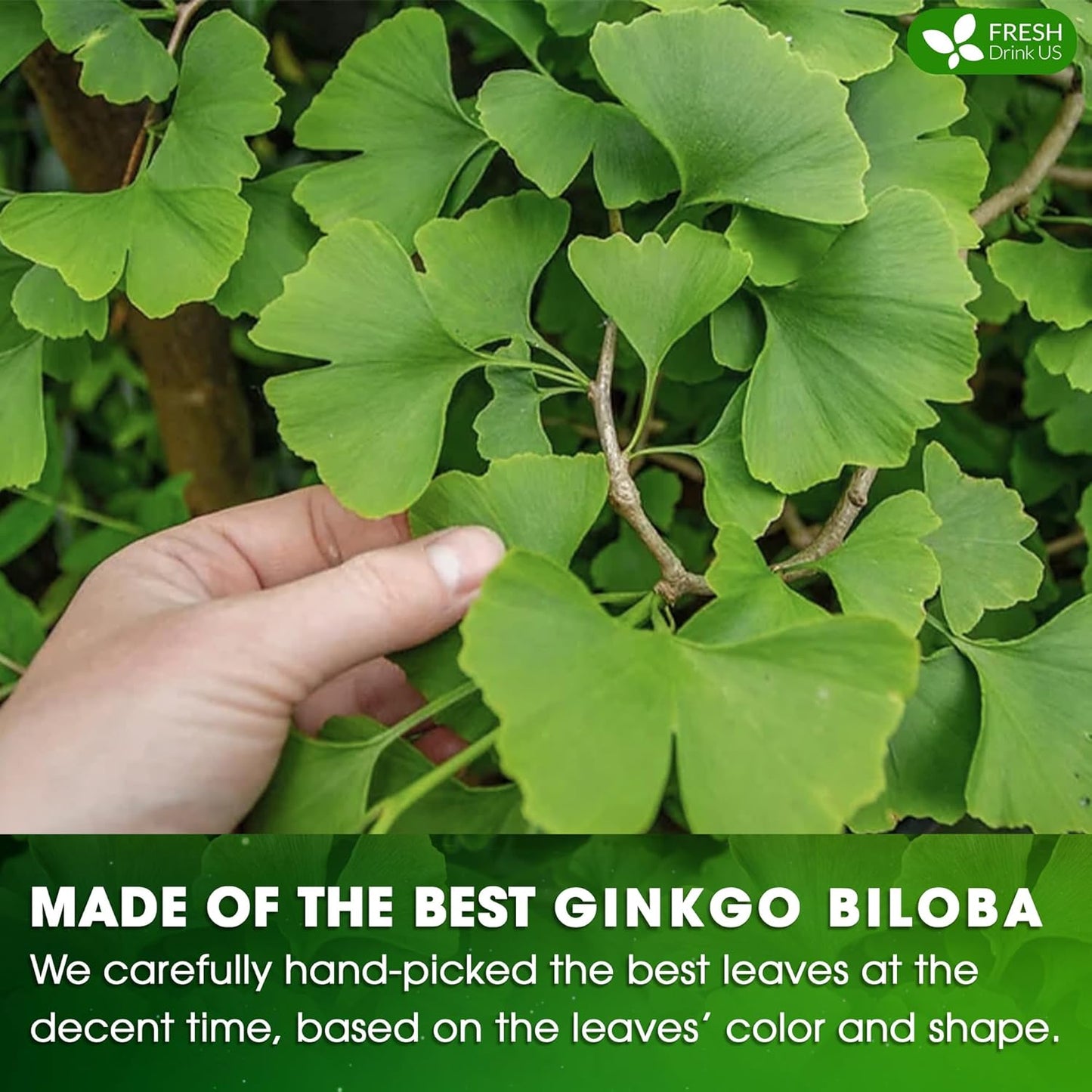 FreshDrinkUS, Premium 30 Ginkgo Biloba Leaf Tea Bags, 100% Natural & Pure from Ginkgo Biloba Leaves. Loose Leaf Herbal Tea. Made with Eco-Conscious Tea Bags. No Sugar, No Caffeine, No Gluten, Vegan.