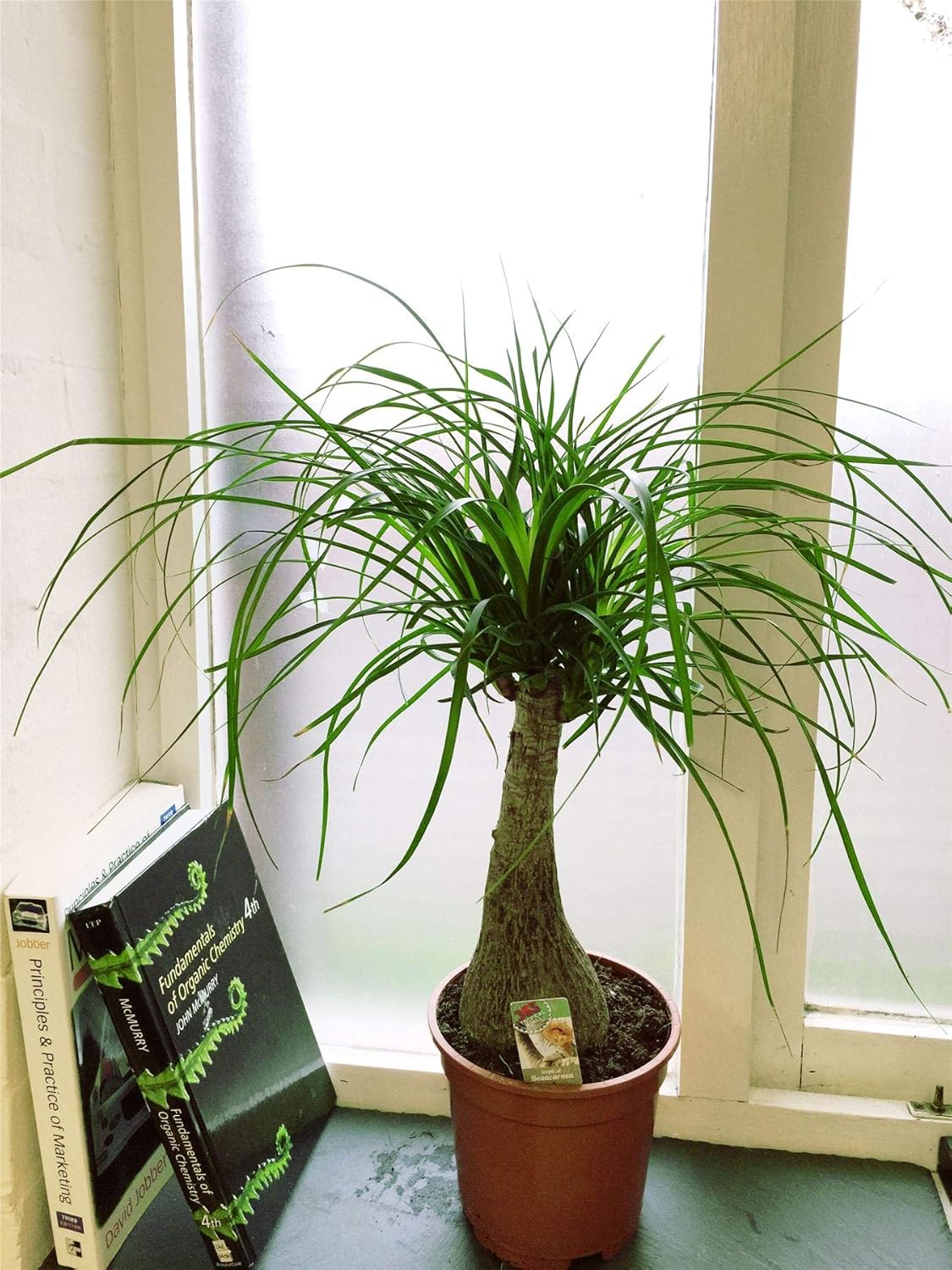 Ponytail Palm - 3 Live Plants in 6 Inch Growers Pots - Beaucarnea Recurvata - Beautiful Clean Air Indoor Succulent Houseplant