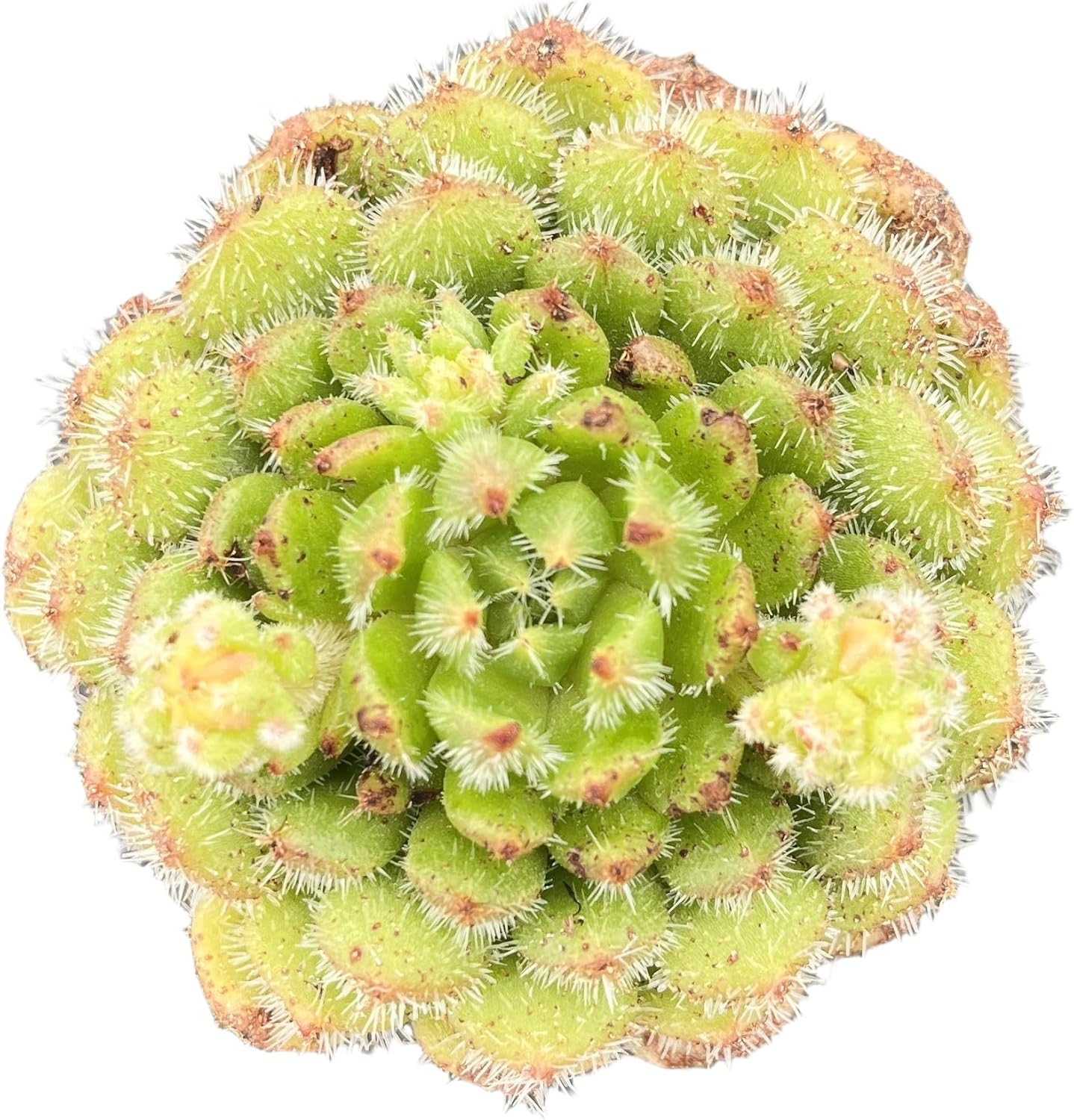 Sprout N Green Echeveria setosa 'Aoinagisa', 1 Live Succulent Plant Fully Rooted in 2" Pot, House Plant for Indoor Outdoor Home Office Wedding Decoration DIY Project Party Favor