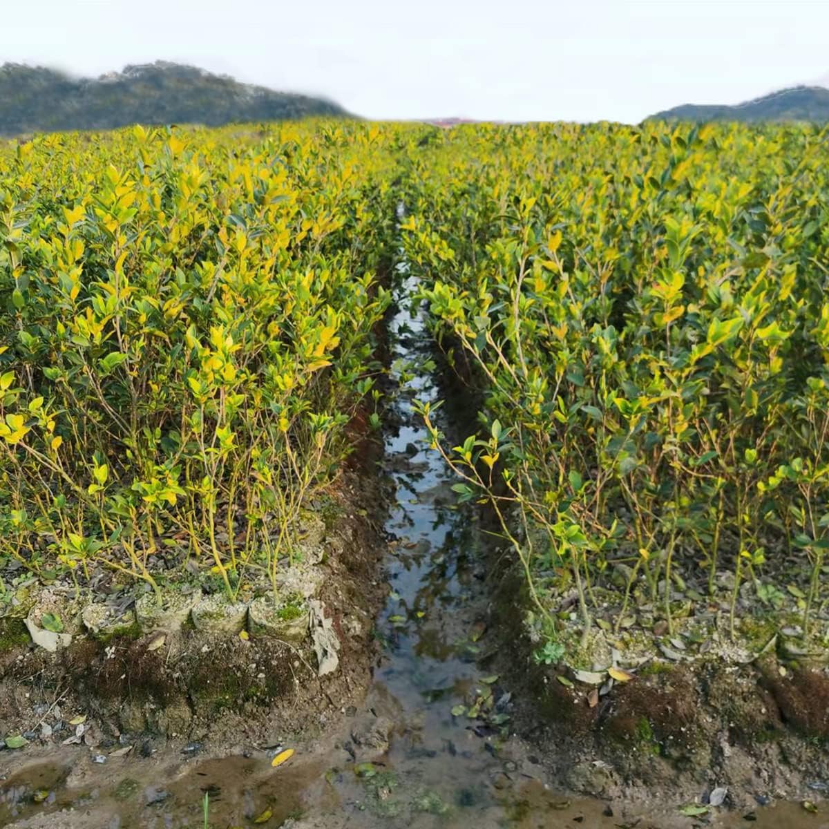 gardtree Plant Nursery Bags 7.8” x 8.6” 100PCS, Non-Woven Biodegradable Plant Grow Bags Fabric Seedling Starter Pots for Vegetable Flower Fruit Saplings Tree, Home Garden Supply