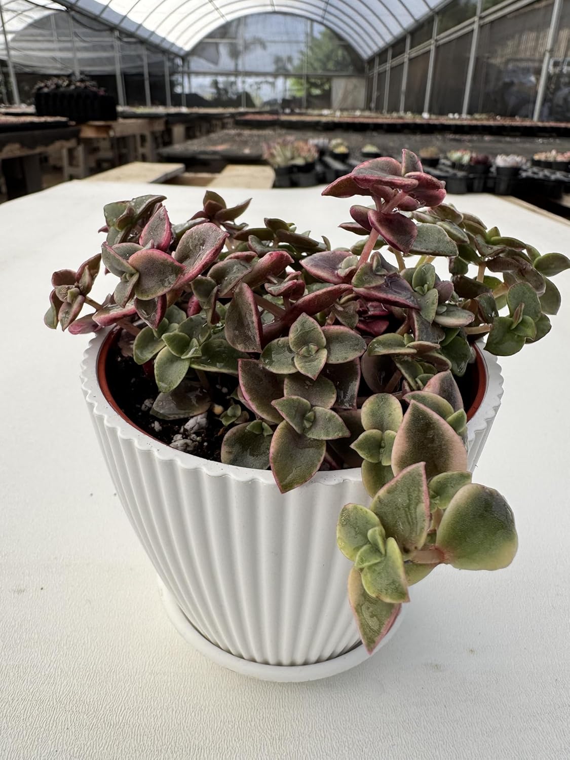 Calico Kitten Succulent with White Stripe Pot, Live Crassula Pellucida Variegata Plant, Rare House Plant for Home Holiday Wedding Garden Decor, DIY Projects, Party Favor