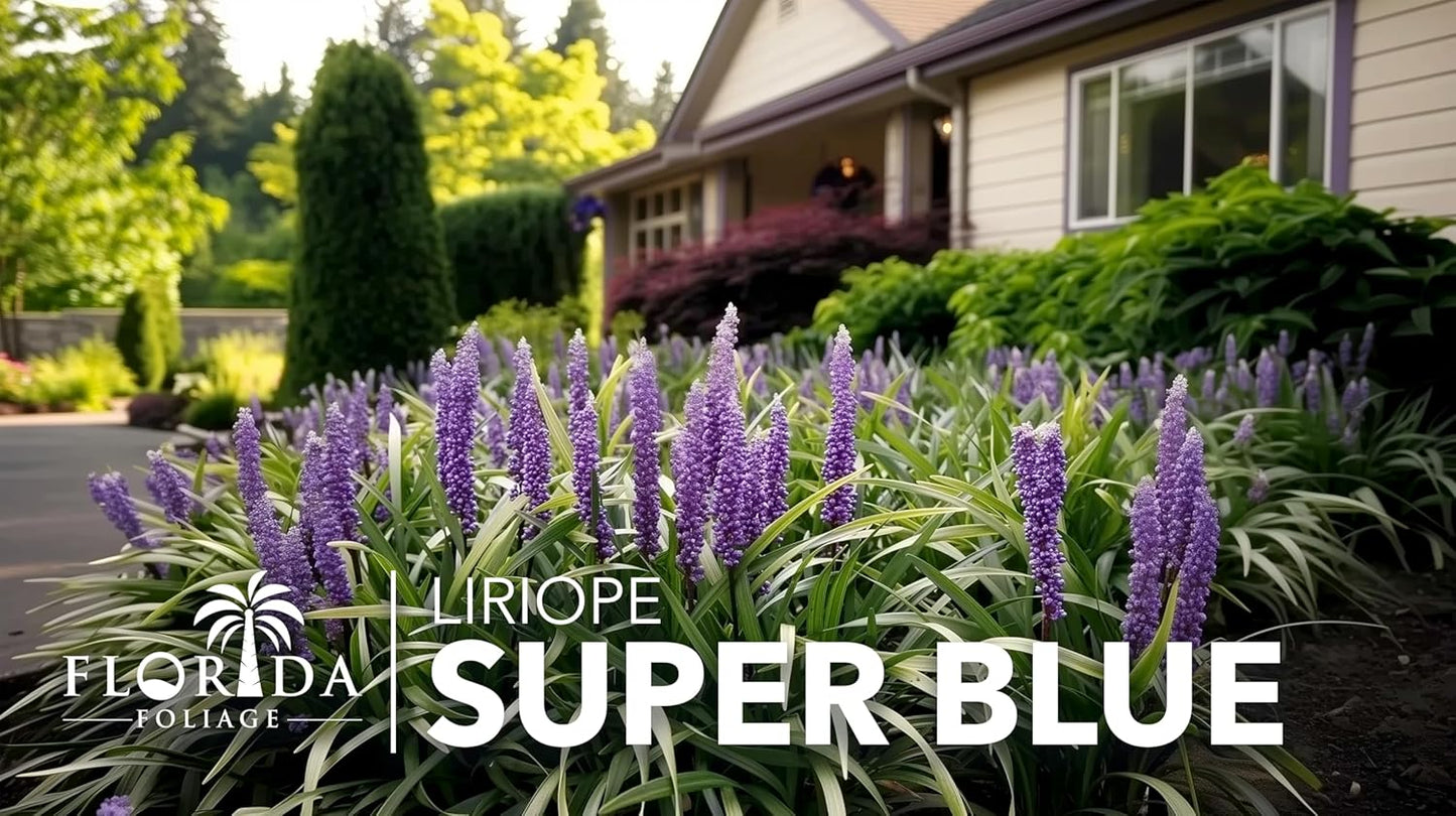 Liriope Super Blue | 1 Large Gallon Size Plant | Liriope muscari 'Super Blue' | Ornamental Ground Cover Plants | Shade-Tolerant Landscaping Perennial