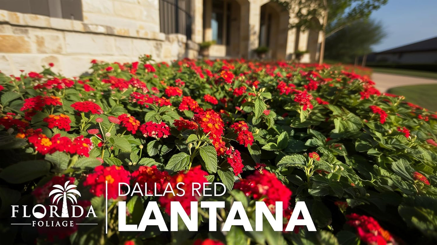 Lantana Dallas Red | 1 Large Gallon Size Plant | Lantana Camara | Flowering Perennial | Garden Colorful Bloom | Hardy Outdoor Decor | Vibrant Red Flowers