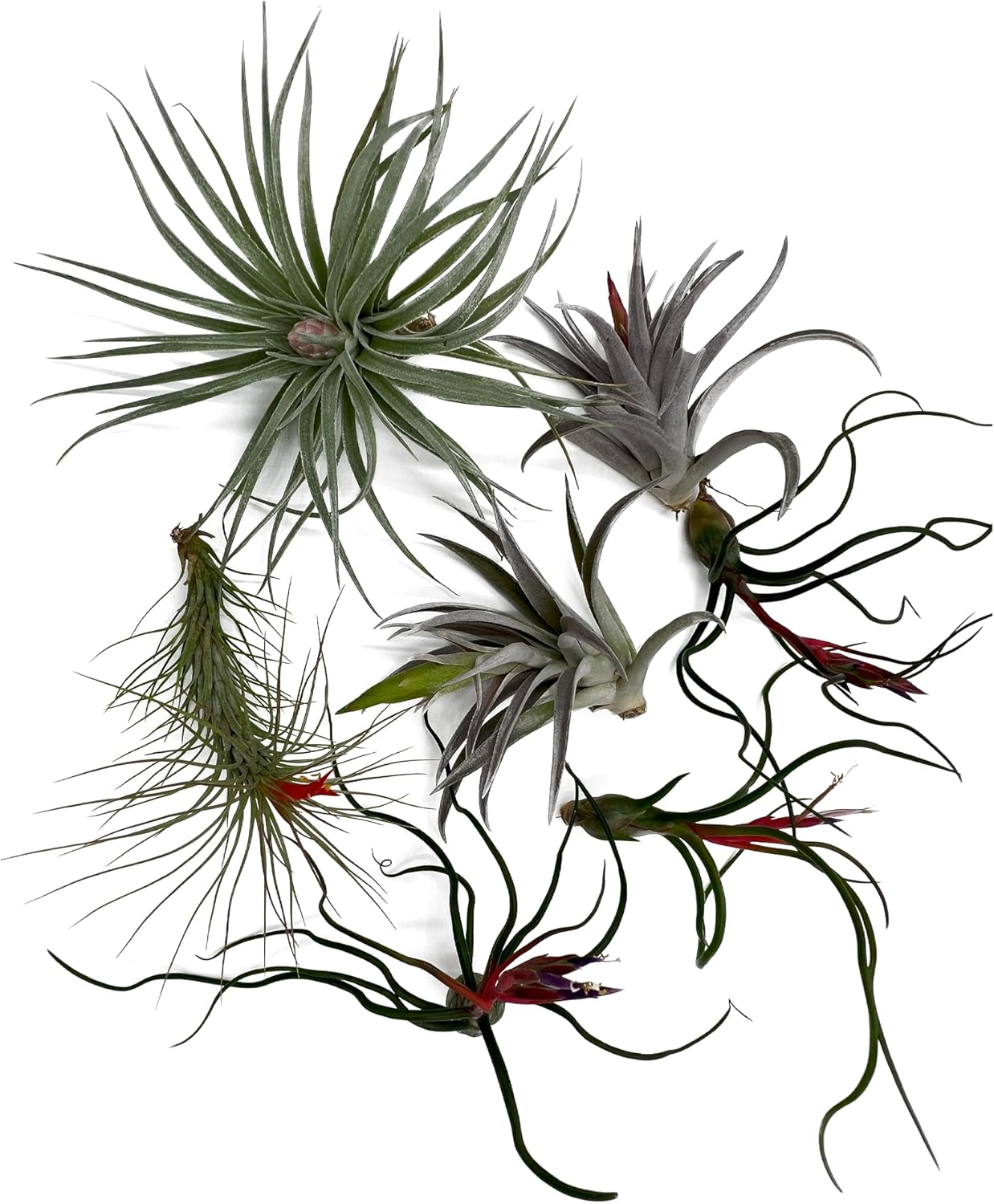 Air Plants - Venner Gift Box Large 4" - 7ct - Live Arrival Guaranteed - House Plants for Home Decor & Gift