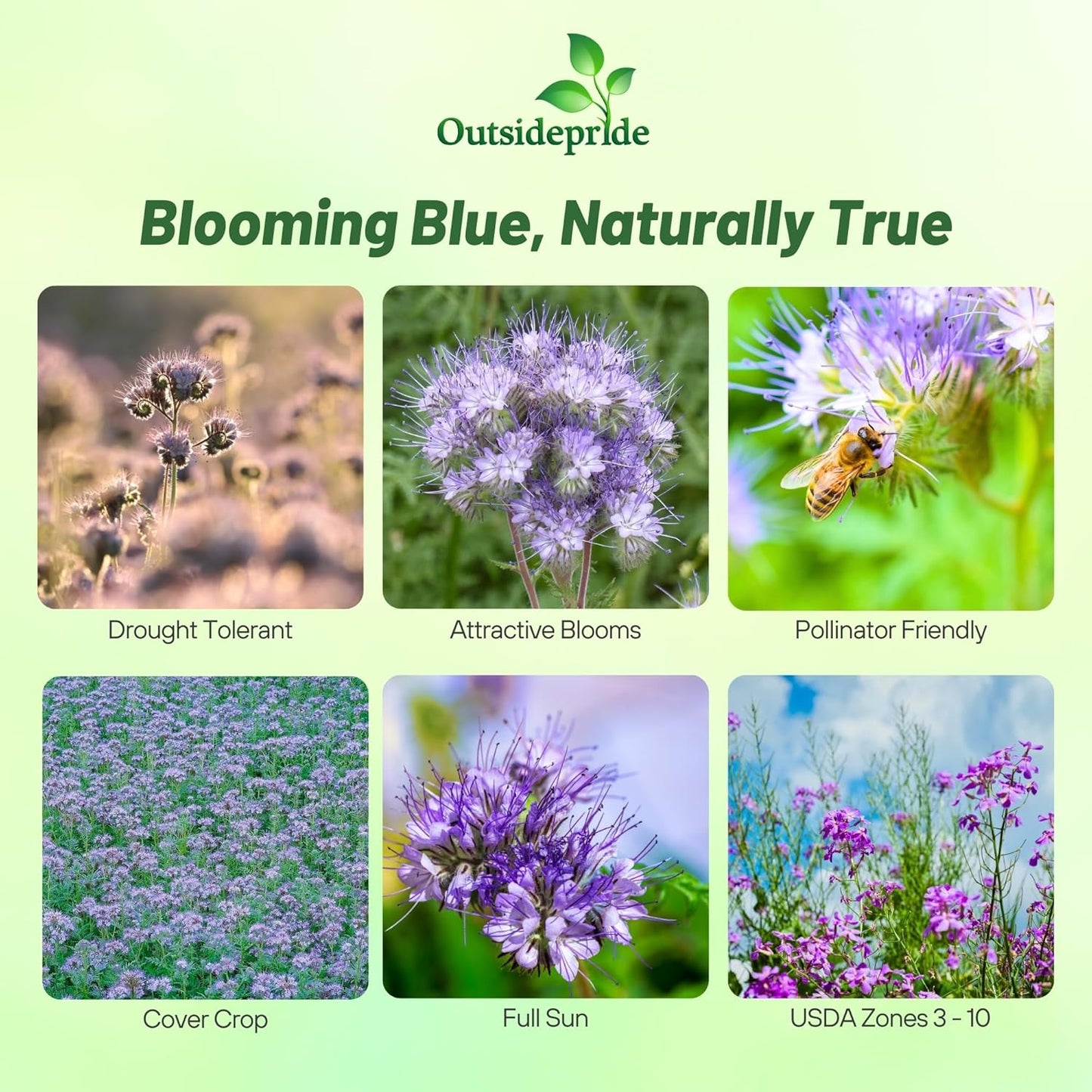 Outsidepride Lacy Phacelia Seeds for Planting - 5 Lbs. Annual, Drought-Tolerant Wildflower Seeds with Light Violet Flowers, Ideal for Pollinator Gardens, Erosion Control, & Attracts Bees & Butterflies