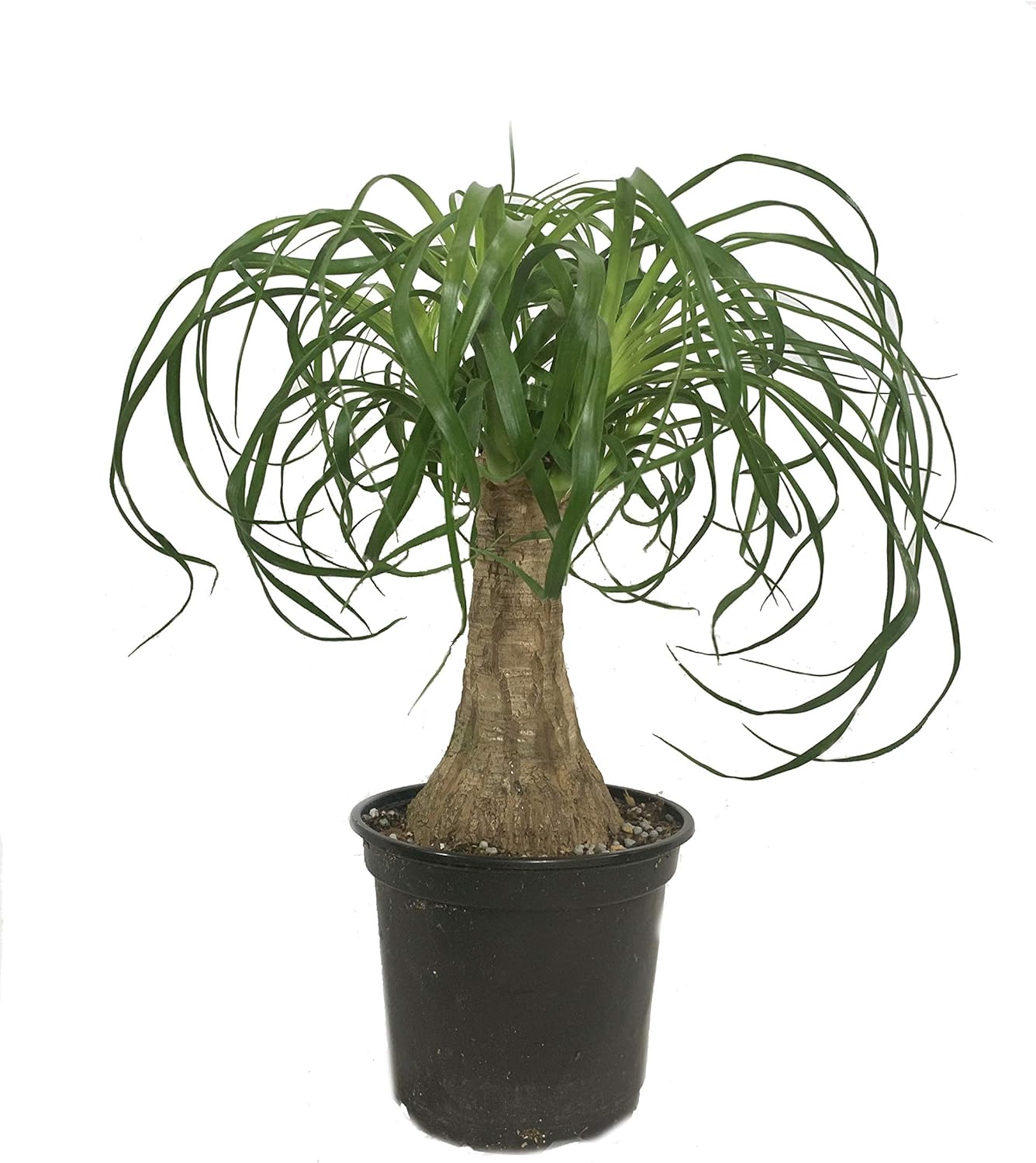 Ponytail Palm - Live Plant in a 6 Inch Growers Pot - Beaucarnea Recurvata - Beautiful Clean Air Indoor Succulent Houseplant