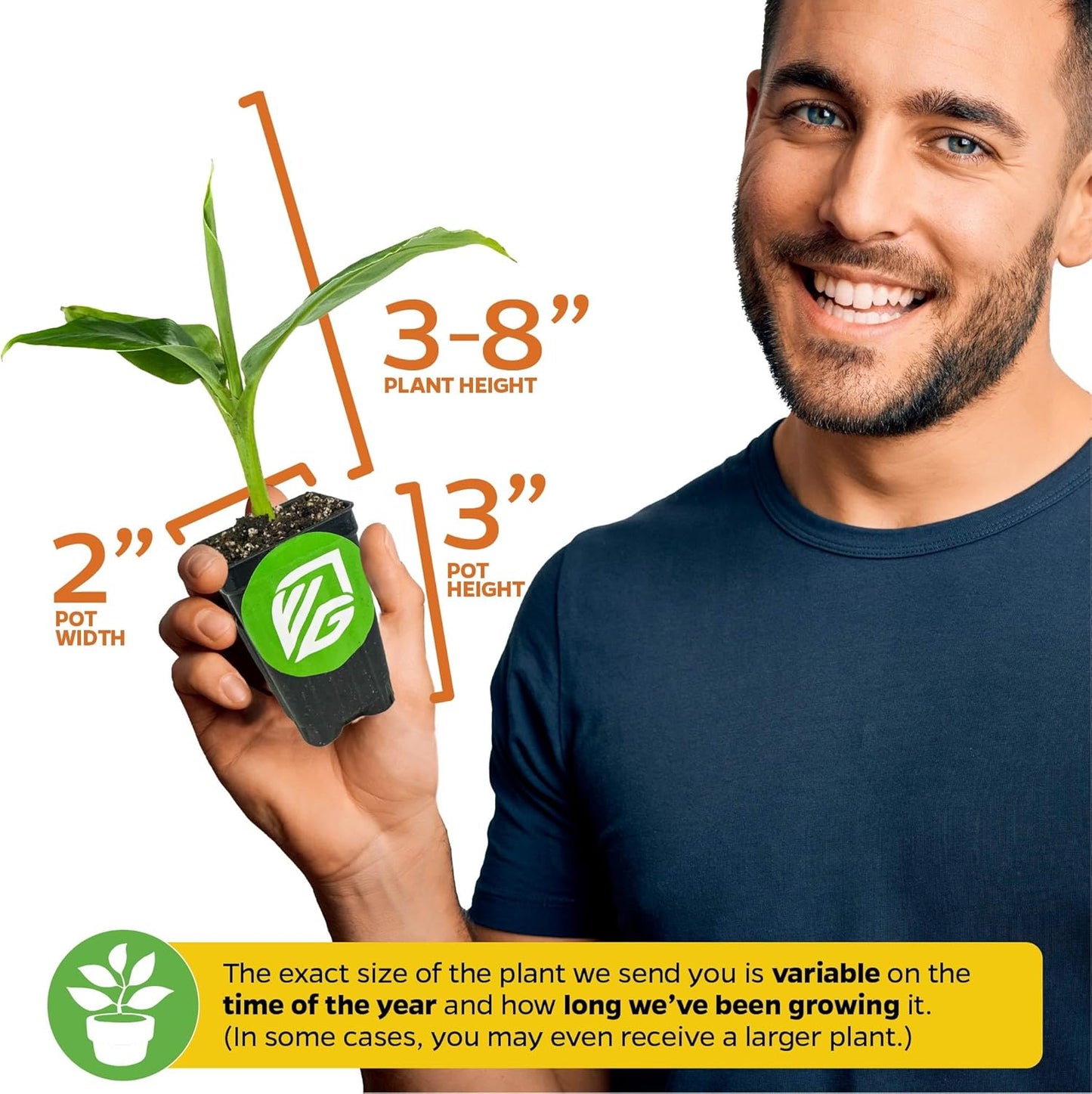 Double Mahoi Banana Plant – Musa ‘Double Mahoi’ by Wellspring Gardens – Live Dwarf Banana Tree – Grows Two Racks of Fruit – Edible & Ornamental – Great for Patio or Indoor Growing (2-Pack)