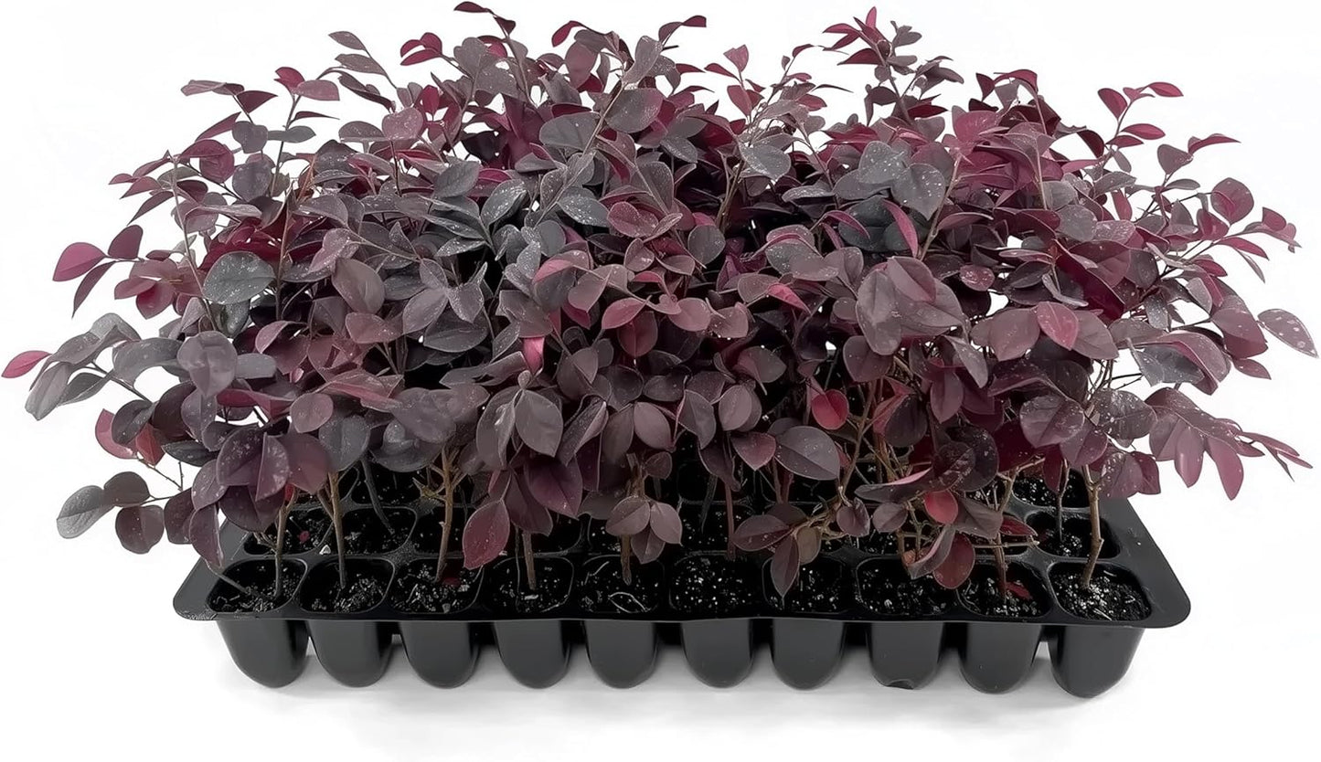 Loropetalum Carolina Midnight | 30 Live Plants | Loropetalum Chinense | Purple Foliage Shrub | Ornamental Landscape Bush | Fast Growing Plants