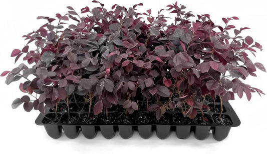 Loropetalum Carolina Midnight | 10 Live Plants | Loropetalum Chinense | Purple Foliage Shrub | Ornamental Landscape Bush | Fast Growing Plants