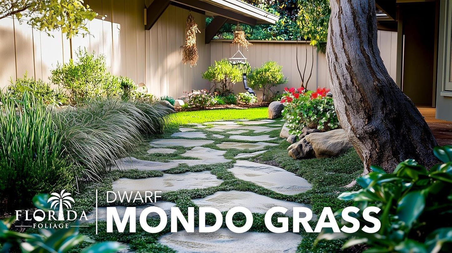 Dwarf Mondo Grass | 60 Live Plants | Japonicus Nanus | Shade Loving Evergreen Lilyturf Groundcover