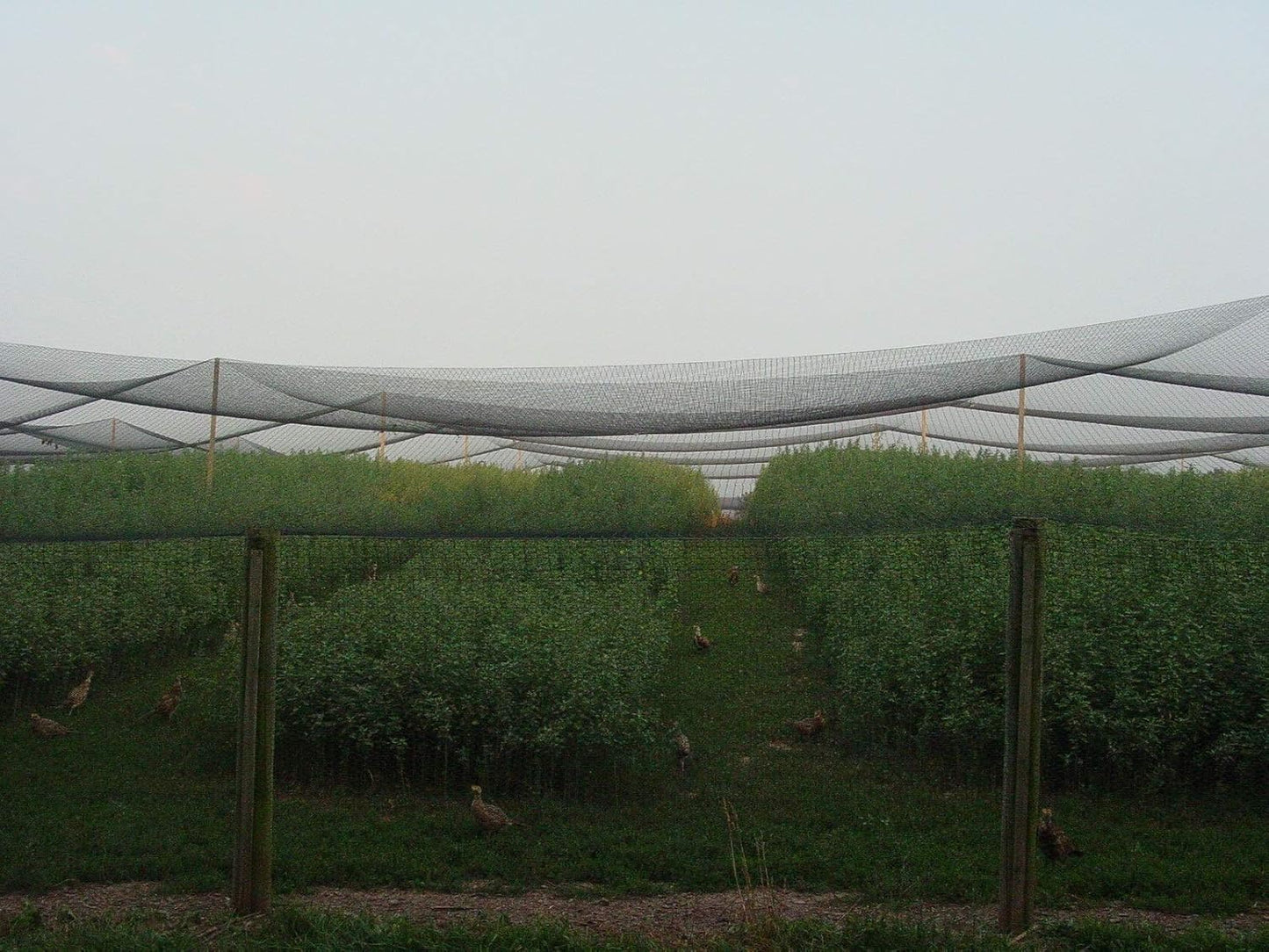 Excursions Aviary Netting 1" Heavy Knotted Poultry Net (25' x 150')