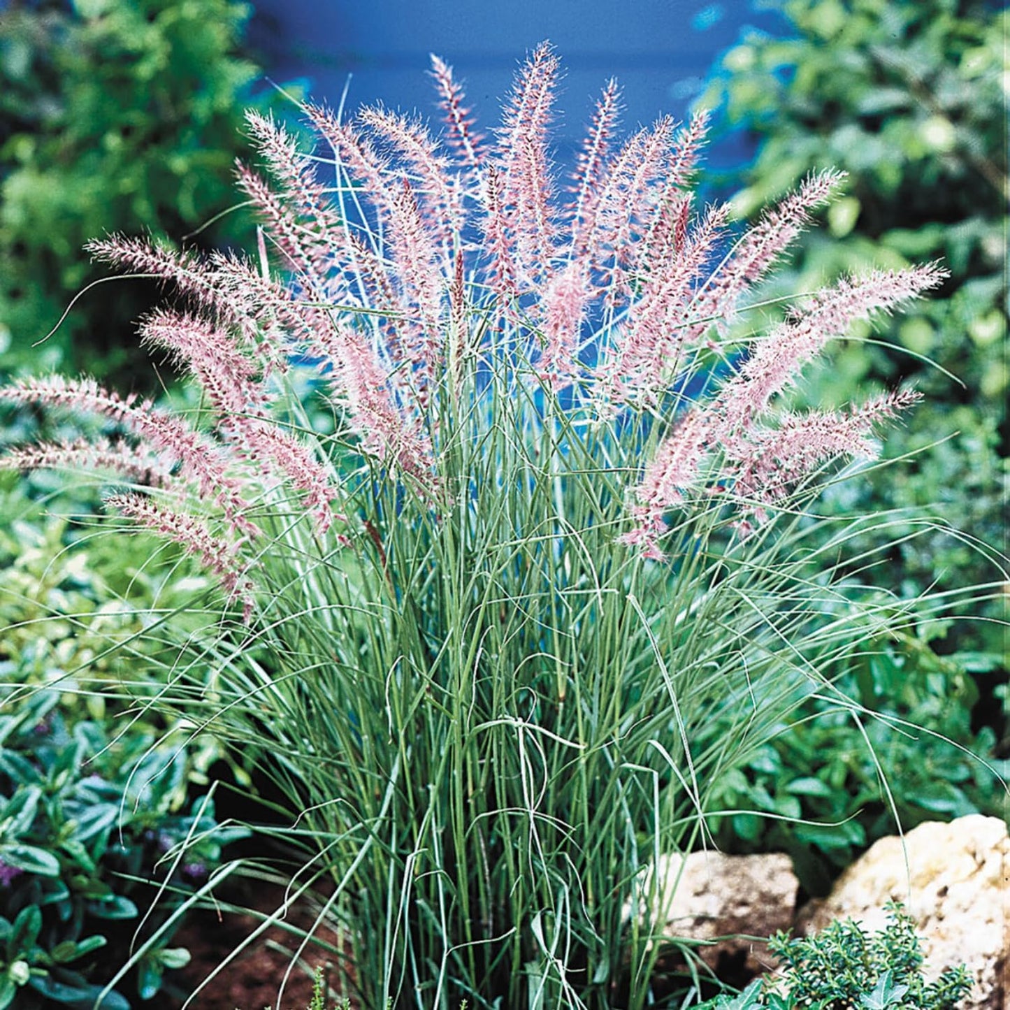 Pack 3 Fountain Grass Plants Live, 5-9 Inch Tall, Ornamental Grasses Live Plants Perennial, Well-Rooted Perennial Grass Clumps (Pink Rose Fountain Grass)