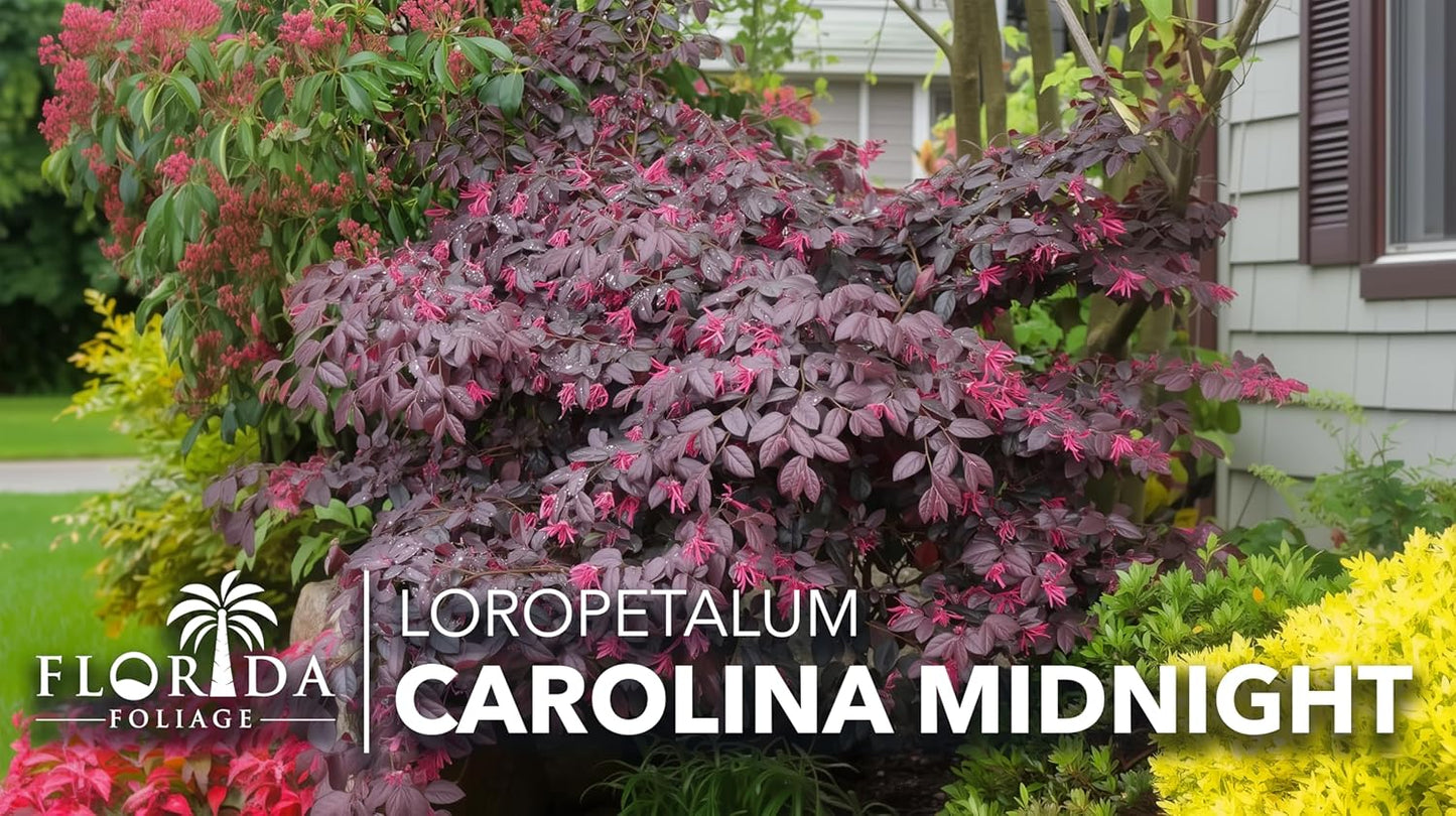 Loropetalum Carolina Midnight | 3 Live Plants | Loropetalum Chinense | Purple Foliage Shrub | Ornamental Landscape Bush | Fast Growing Plants