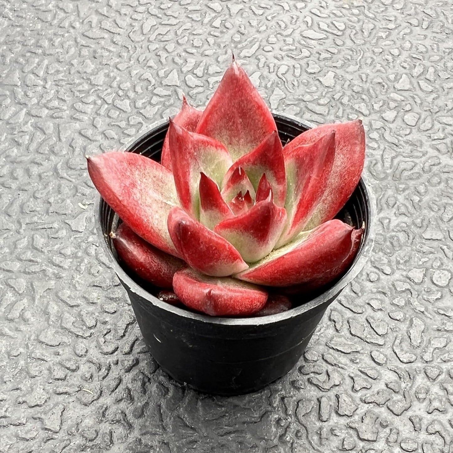Sprout N Green Echeveria Roca, Live Succulent Plant Fully Rooted in 2" Pots with Soil Mix, Real Houseplant for Indoor Outdoor Home Office Wedding Decoration Party Favor