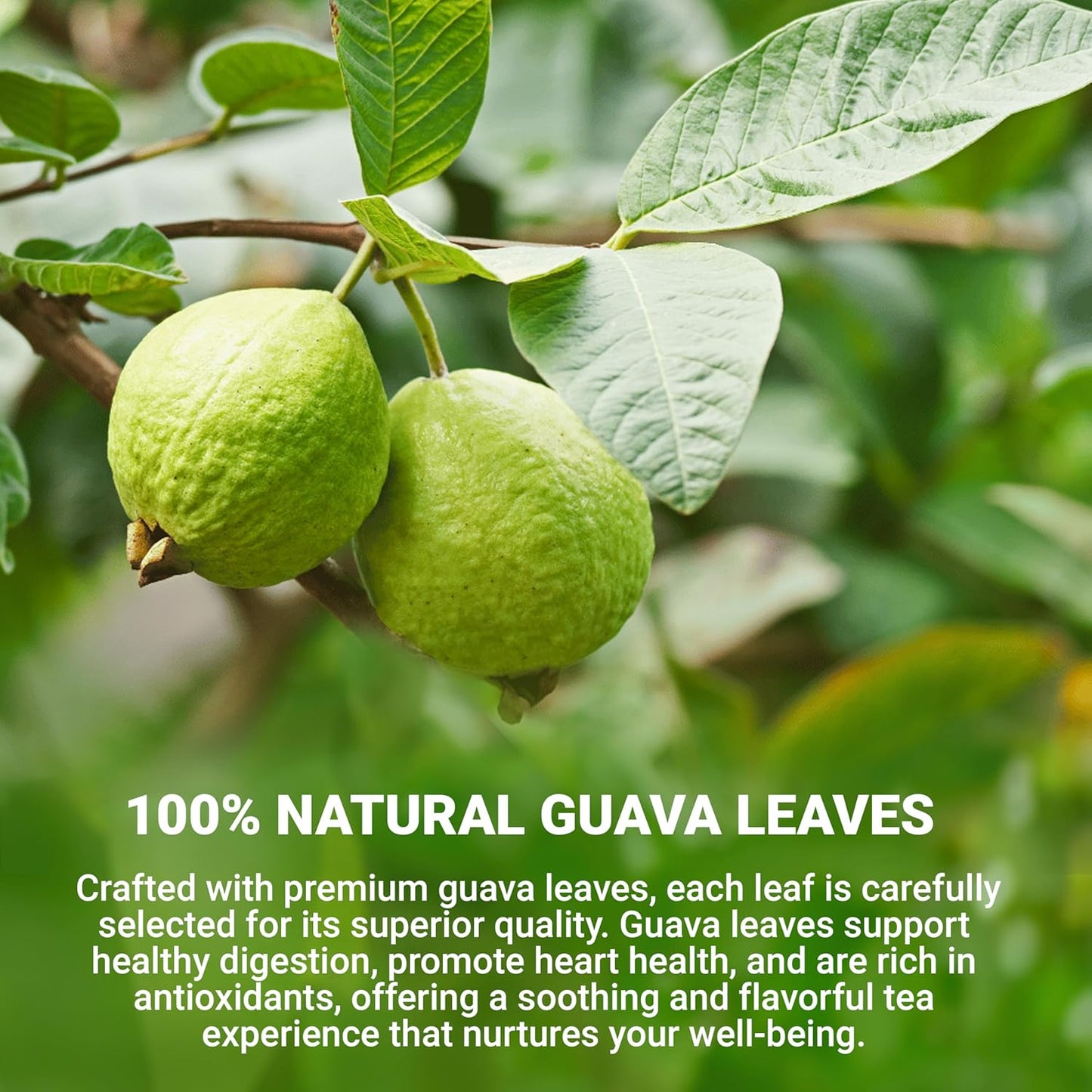 LeafLea Guava Leaf Tea, 40 Individually Wrapped Tea Bags, Made from 100% Natural Guava Leaves (Hojas De Guayaba), Supports Digestion & Wellness, Caffeine-Free, Sugar-Free, Vegan, Non-GMO