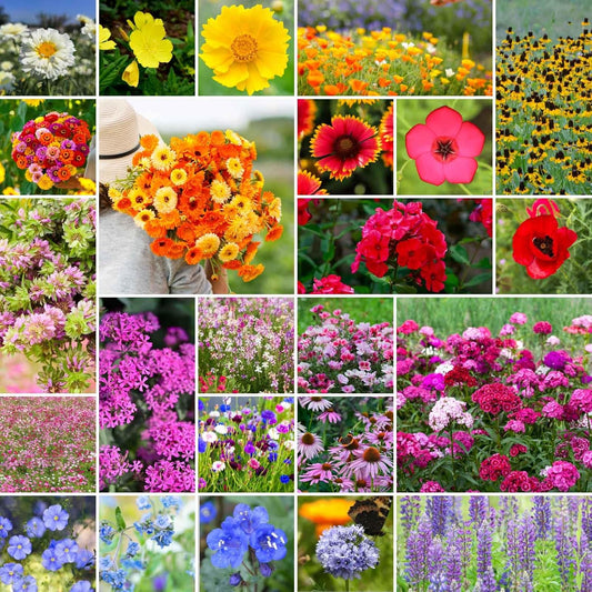 Eden Brothers Heirloom Flower Mixed Seeds for Planting, 10 lb, 4,800,000+ Seeds with Zinnia, Toadflax, Evening Primrose | Attracts Pollinators, Plant in Spring or Fall, Zones 3, 4, 5, 6, 7, 8, 9, 10