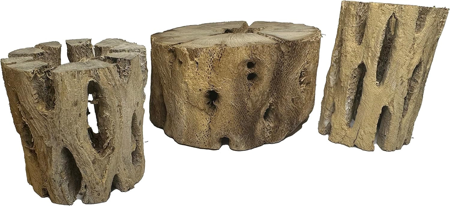 3 Natural Cholla Wood Air Plant Display Holders 2 inch Individually Unique Round Decorative Stands