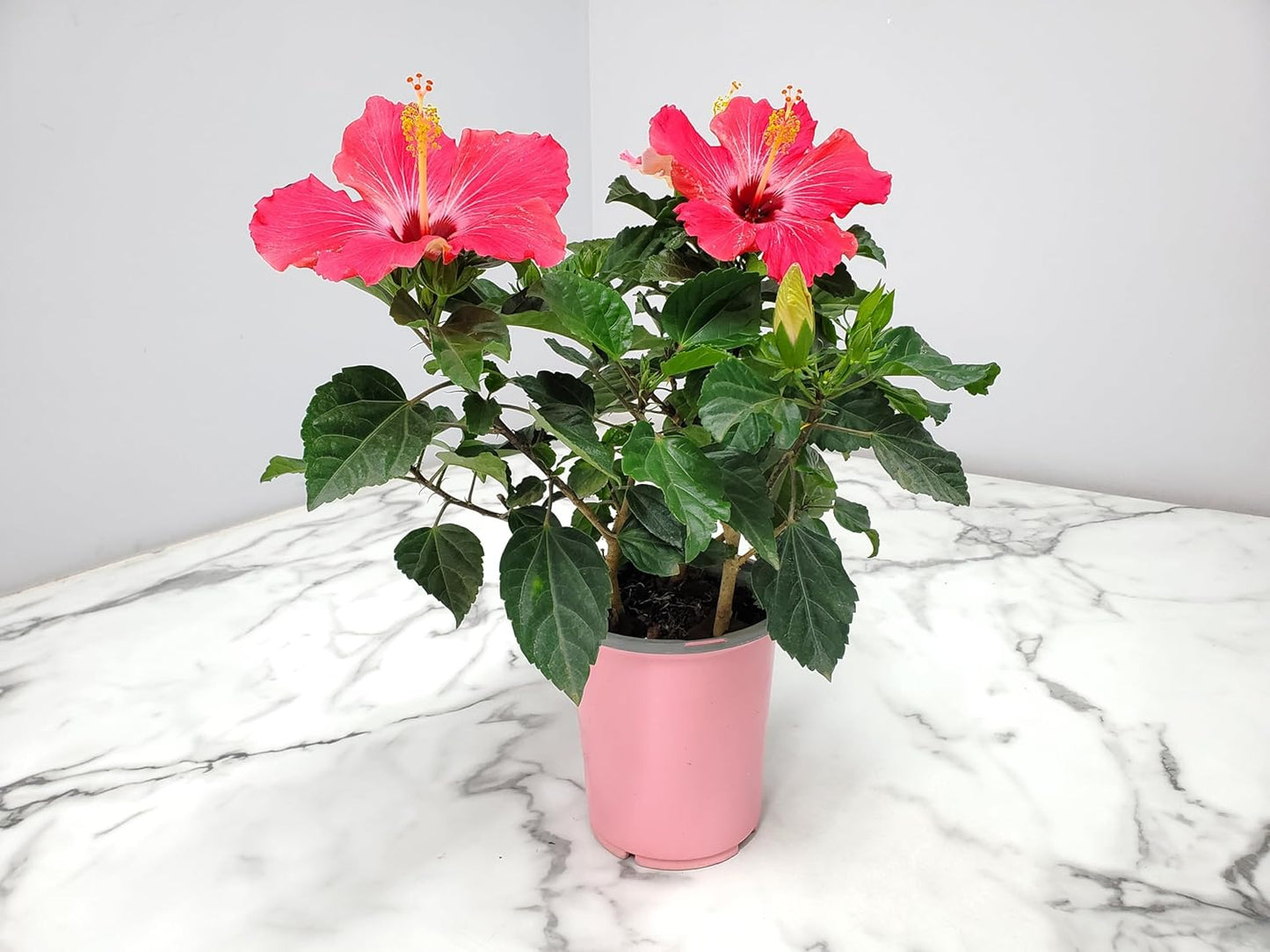 Tropical Plants of Florida - Pink Hibiscus Bush Dwarf - Tropical Flowering Plant Large - 12" to 16" Overall Height - 1 Gallon Planter (Plant Only)