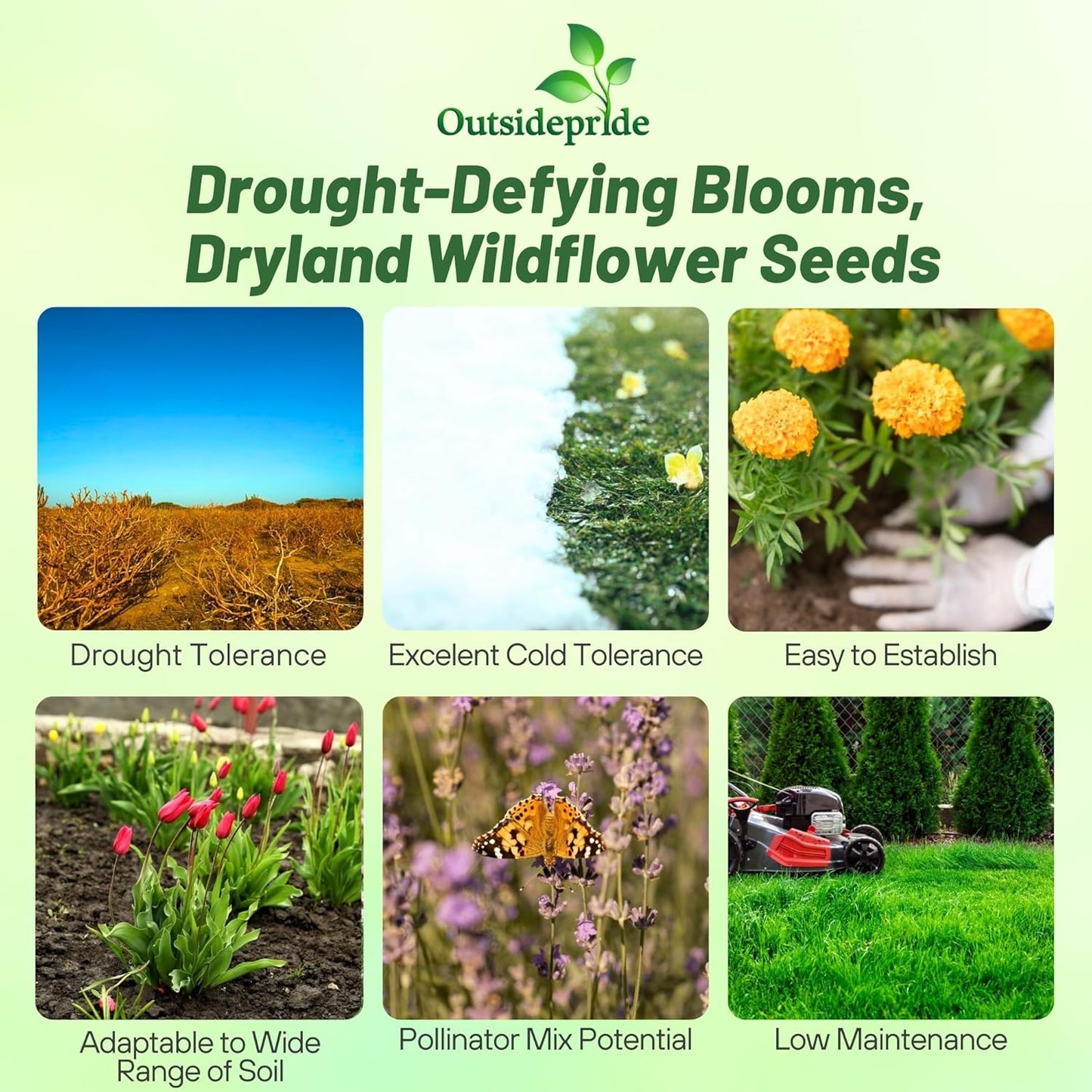 Outsidepride Dryland Wildflower Seed Mix - 5 lbs. Colorful Blend of Drought Tolerant, Annual and Perennial Wildflower Seeds for Attracting Pollinators in Arid States & Xeriscapes