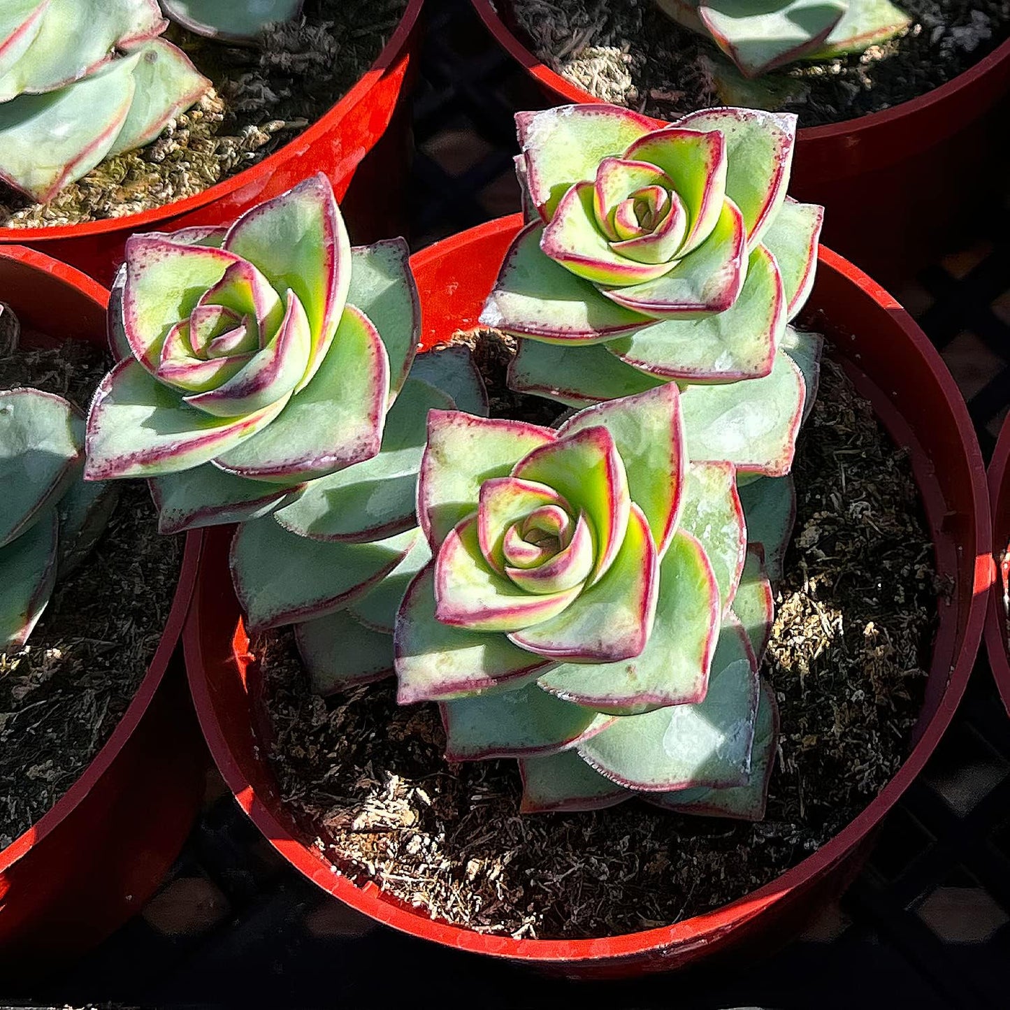 Sprout N Green Crassula Perforata subsp. Perforata in 4 inch Starter Pot, Rare Live Succulent Plant Fully Rooted, Home Office Indoor Outdoor Wedding Decoration DIY Projects Party Favor