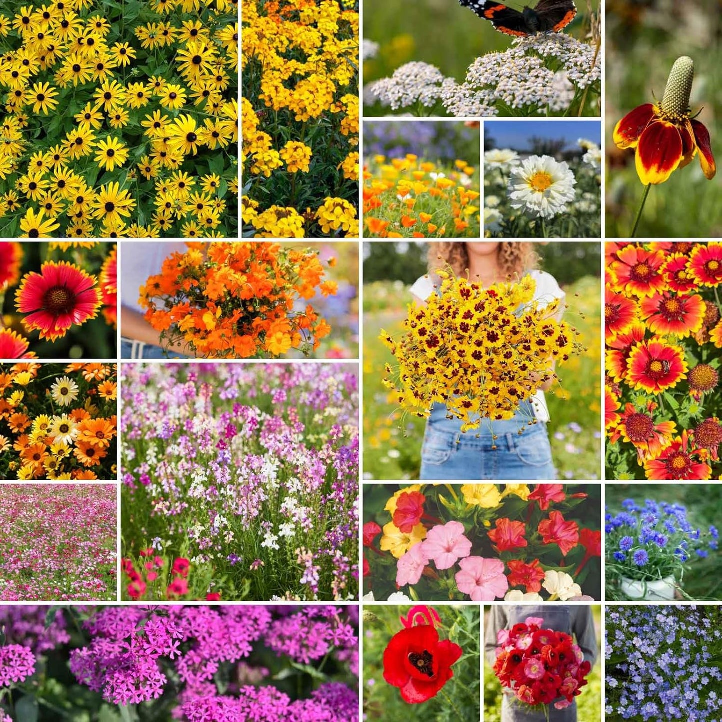 Eden Brothers Dry Area Wildflower Mixed Seeds for Planting, 5 lb, 2,400,000+ Seeds with Cosmos, African Daisy, Blue Flax | Attracts Pollinators, Plant in Spring or Fall, Zones 3, 4, 5, 6, 7, 8, 9, 10
