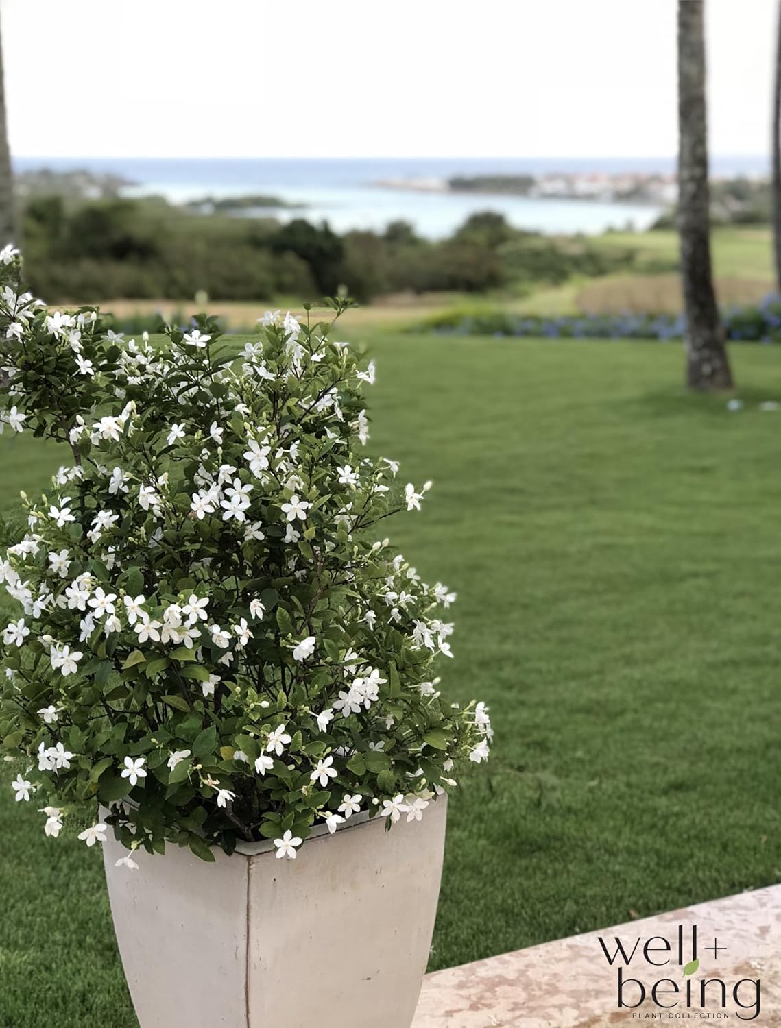 Nature's Way Farms Jasmine Asian Snow Live Plant (25-30 in. Tall) in Grower Pot