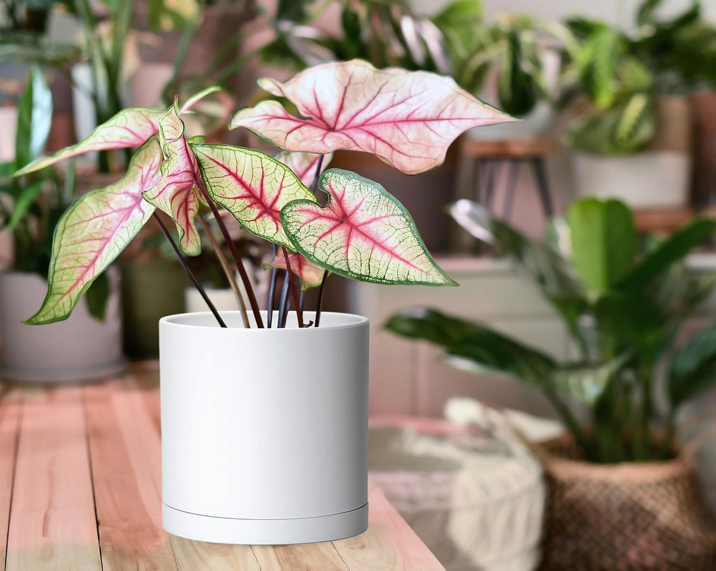 D'vine Dev 4 Pack 6 Inch Modern Plastic Plant Pots, Small Garden Planters for Plant with Drainage Holes and Saucers, White Color, 74-Z-J-2