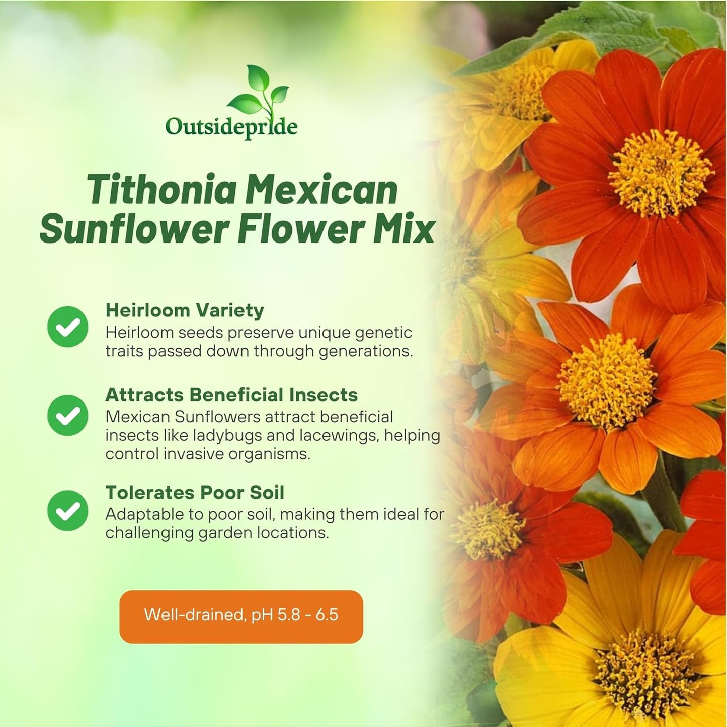 Outsidepride Mexican Sunflower Seeds Mix - 500 Pcs Annual, Easy-to-Grow, Mixed Tithonia Speciosa Flower Seeds w/Drought-Tolerant Blooms for Pollinator Gardens & Vibrant Summer Landscaping