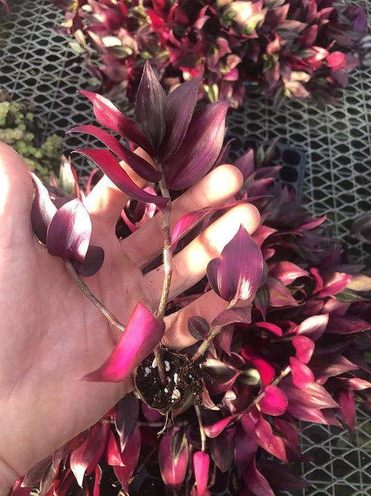 Tradescantia Zebrina ~ 10 Rooted Cuttings ~ Red Gem ~ Rare Wandering Jew (10 Pieces) ~ Air Purifying, Drought Tolerant, Striking Red and Silver Foliage, Easy Care