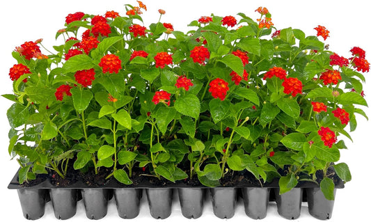 Lantana Dallas Red | 10 Live Plants | Lantana Camara | Flowering Perennial | Garden Colorful Bloom | Hardy Outdoor Decor | Vibrant Red Flowers