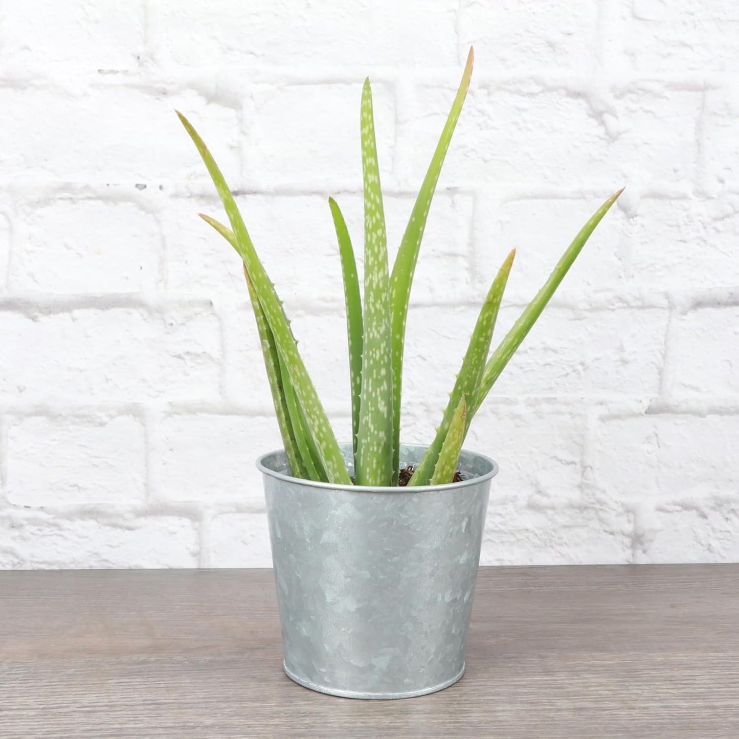 Thorsen's Greenhouse Aloe Vera, Live Indoor Plant, Aloe barbadensis, Easy to Grow, Succulent, Natural Air Purifier, 4" Diameter Pot (Silver - Metal)