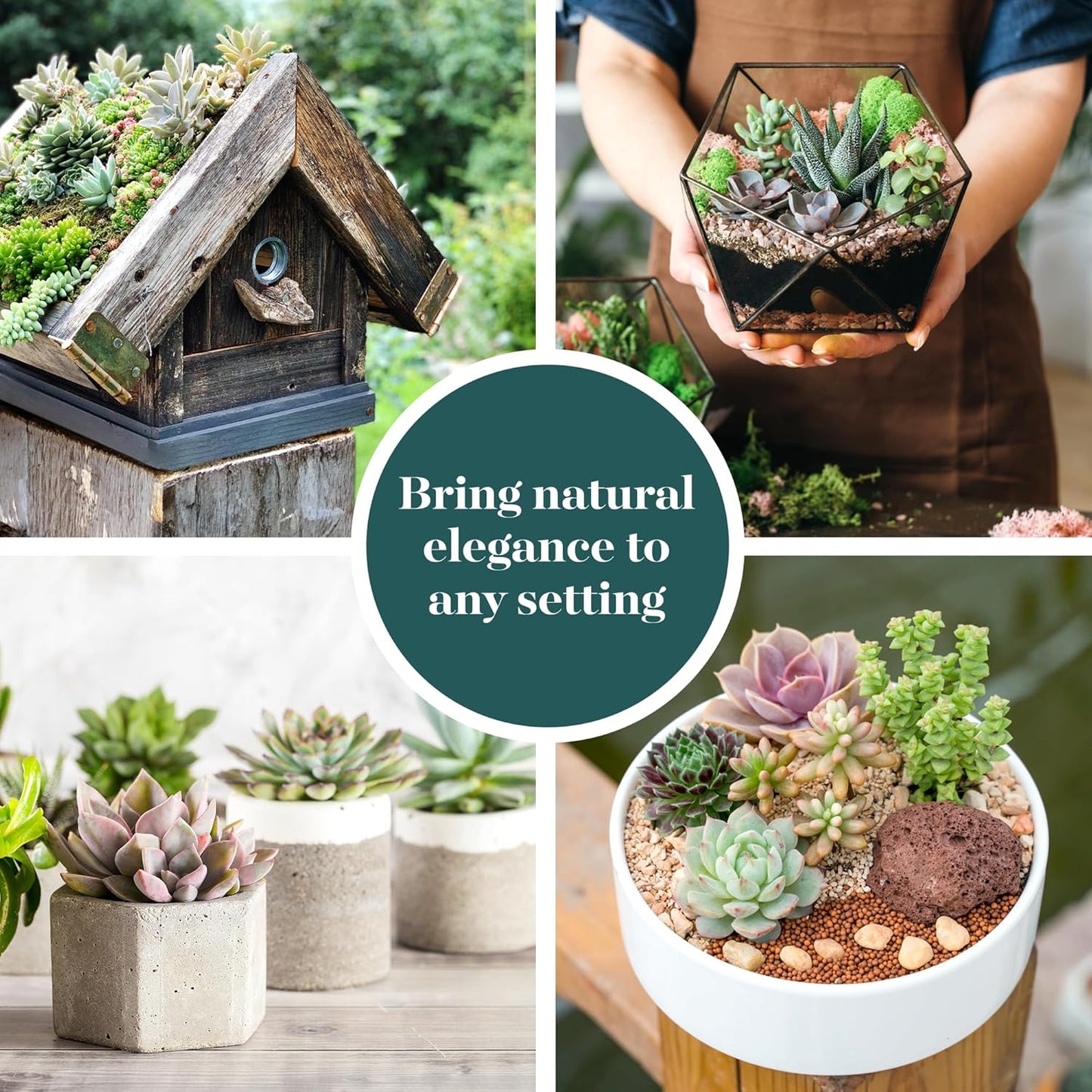Shop Succulents Assorted Succulent Plant Pack Collection - Live Mini Succulent Plants, Low Maintenance, Mixture of Colors & Textures - Wedding and Party Favors, Gift & Garden, Pack of 5