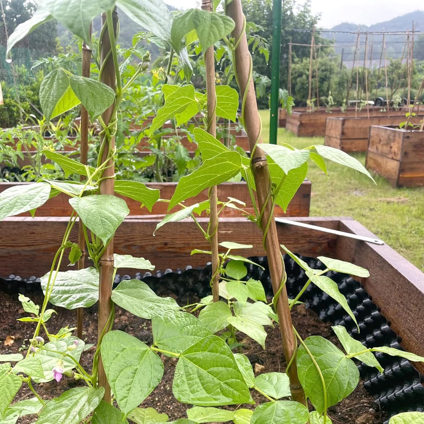 Bamboo Stakes for Plants, 50 Pack Bamboo Stakes 5 Feet(58in, Approx 5FT), Natural Garden Stakes for Tomatoes and Climbing Plant Support, Sturdy Bamboo Plant Stakes