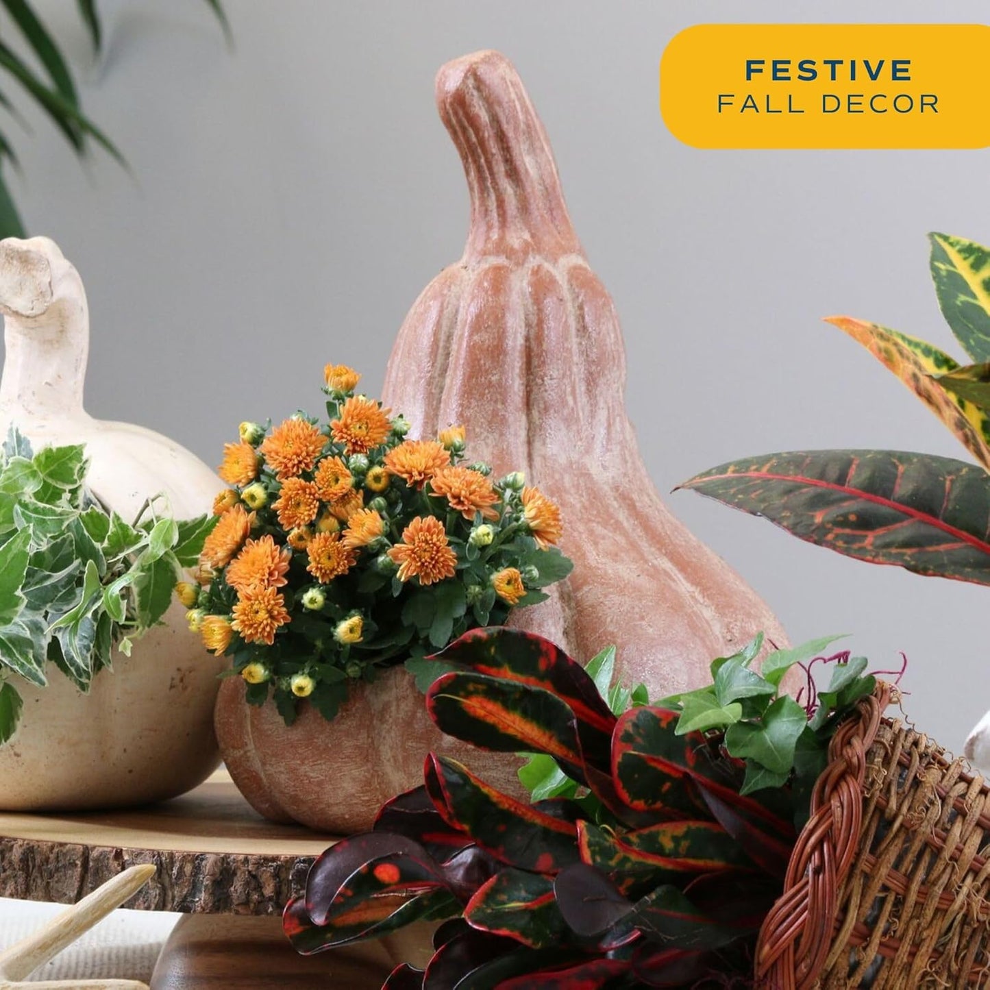 Costa Farms Live Flowering Orange Mums (Pack of 4), Mini Chrysanthemum Houseplant, Full Bloom Plant Delivery, Potted in Grower Pot, 11-Inches Tall