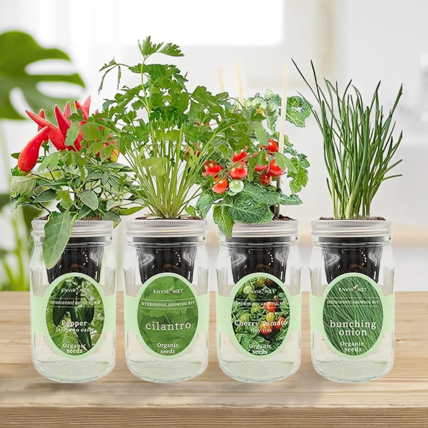 Hydroponic Mason Jar Indoor Garden Organic Seed Starter Kits - Taste of Asia Garden Growing Kits, Gardening Gift (Sweet Nardello Pepper, Mint, Thai Basil, Cilantro)