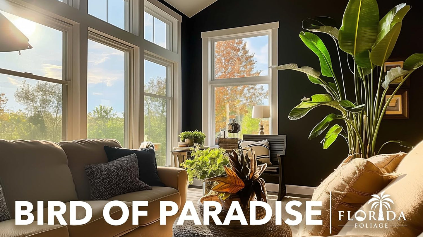 Orange Bird of Paradise | Strelitzia Reginae | 10 Live Plants | Tropical Perennial Blooming Specimen